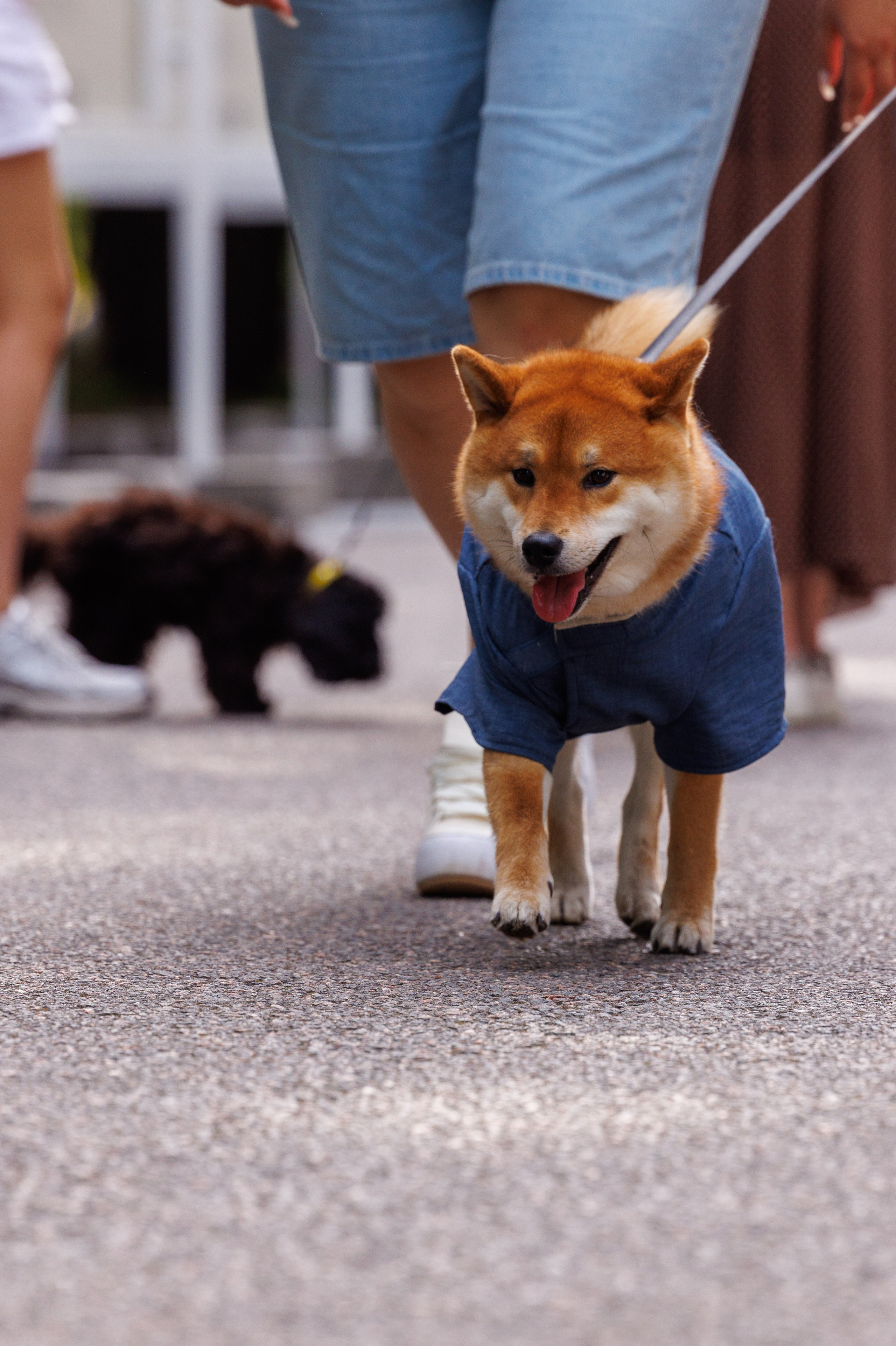 PetShopDays2026. Фотограф Александр Заломаев