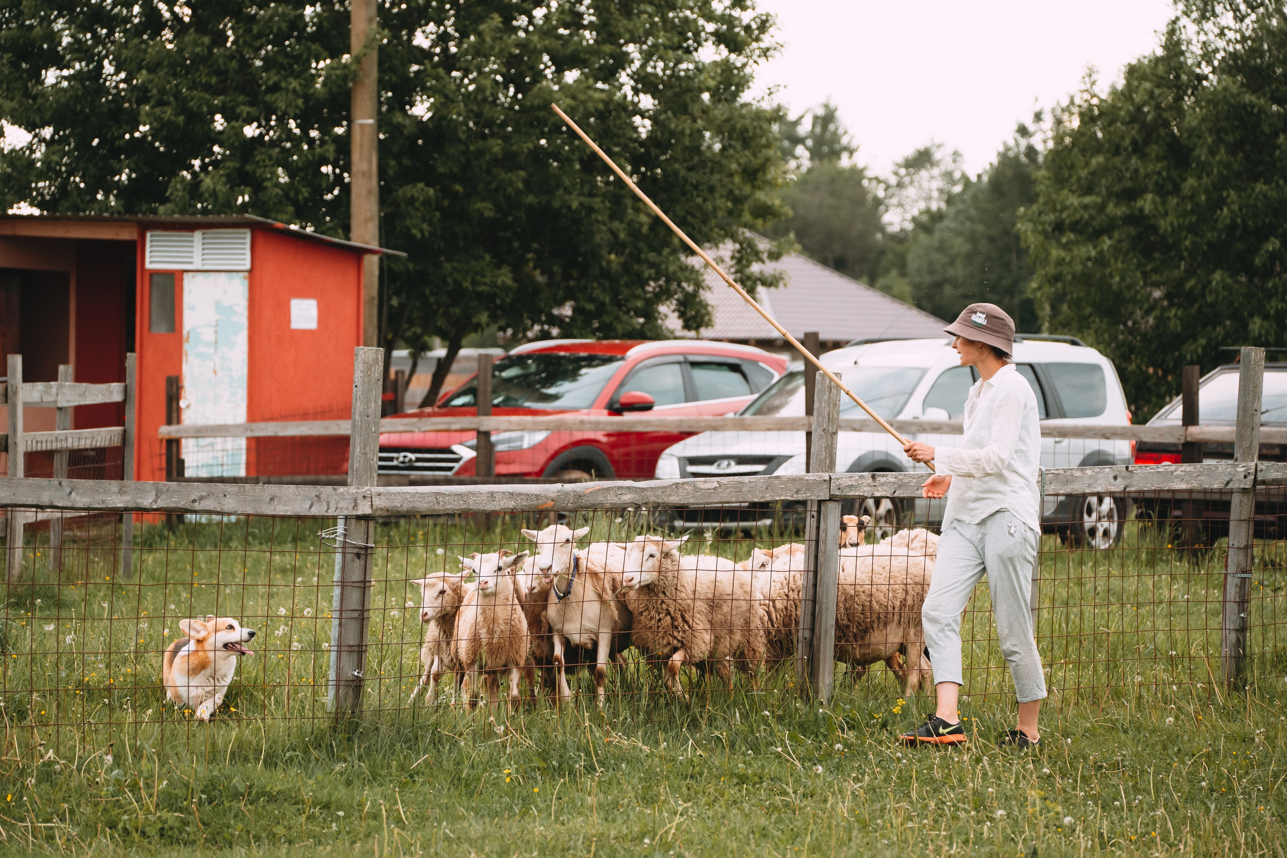 Состязания по пастушьей службе 1-2.06.24, Заостровье. Фотограф-анималист Анастасия Большакова