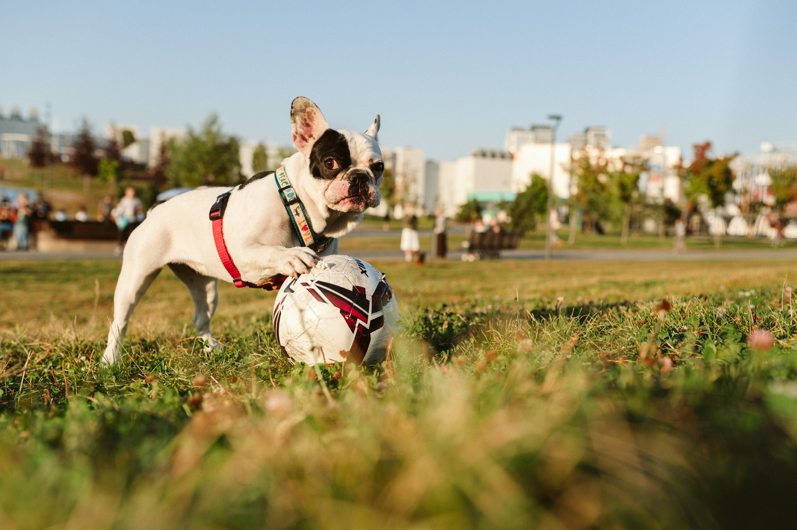Инна и Белль. Фотограф анималист в Москве Ольга Агушева