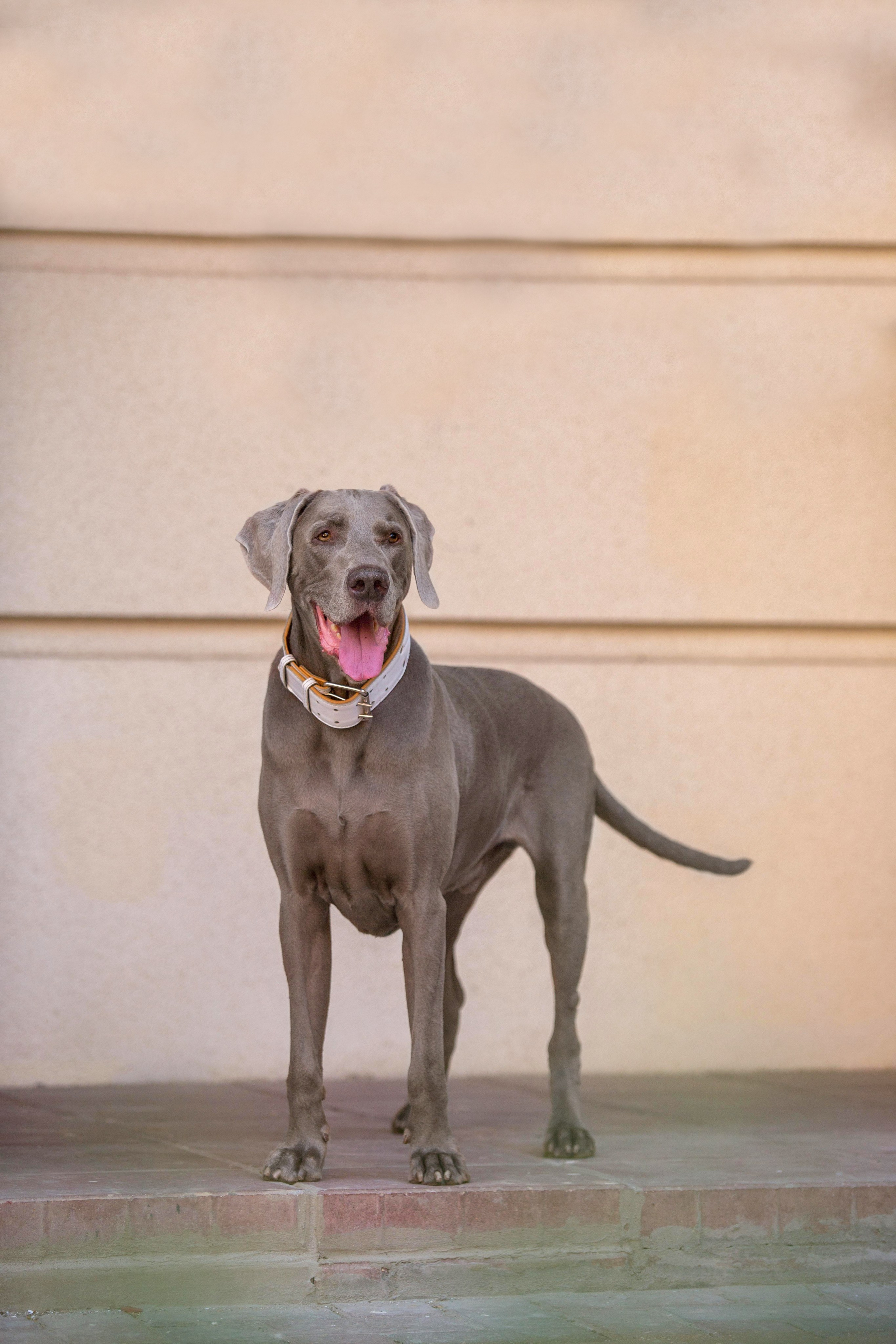 Евгения и Данте. Https://moshkovaphoto.ru/