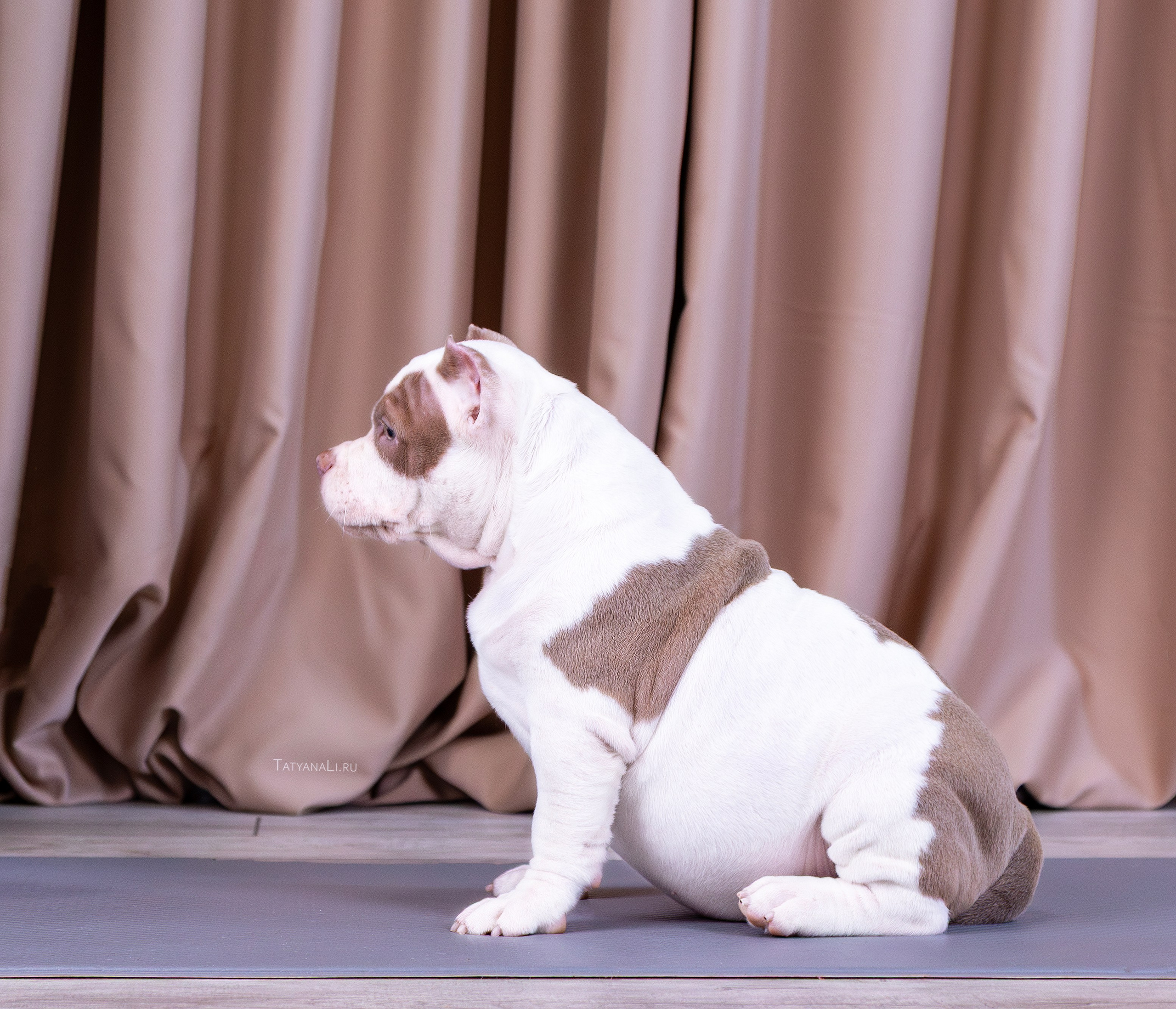 Американский булли. Фотограф — анималист Татьяна Ли