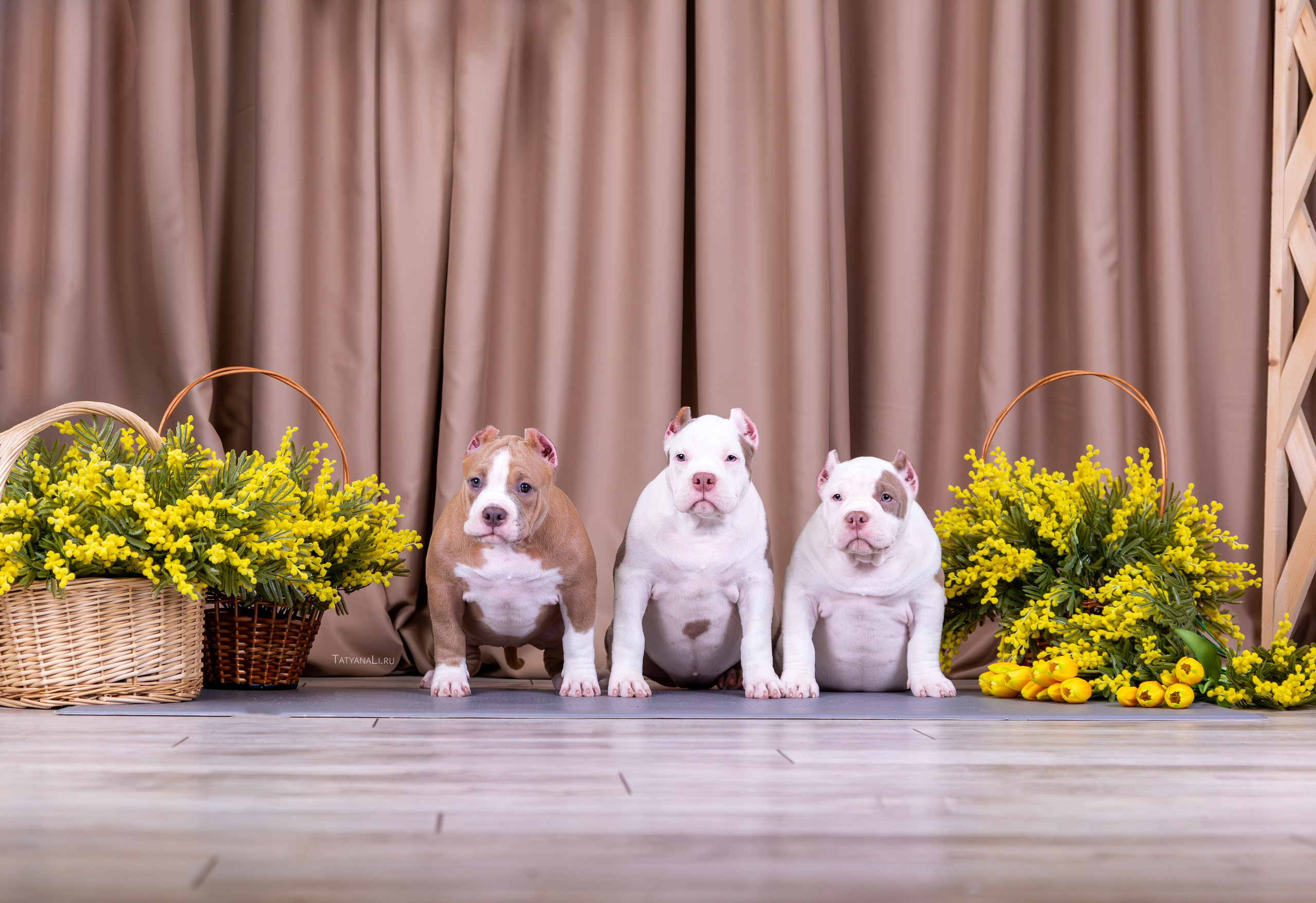 Американский булли. Фотограф — анималист Татьяна Ли