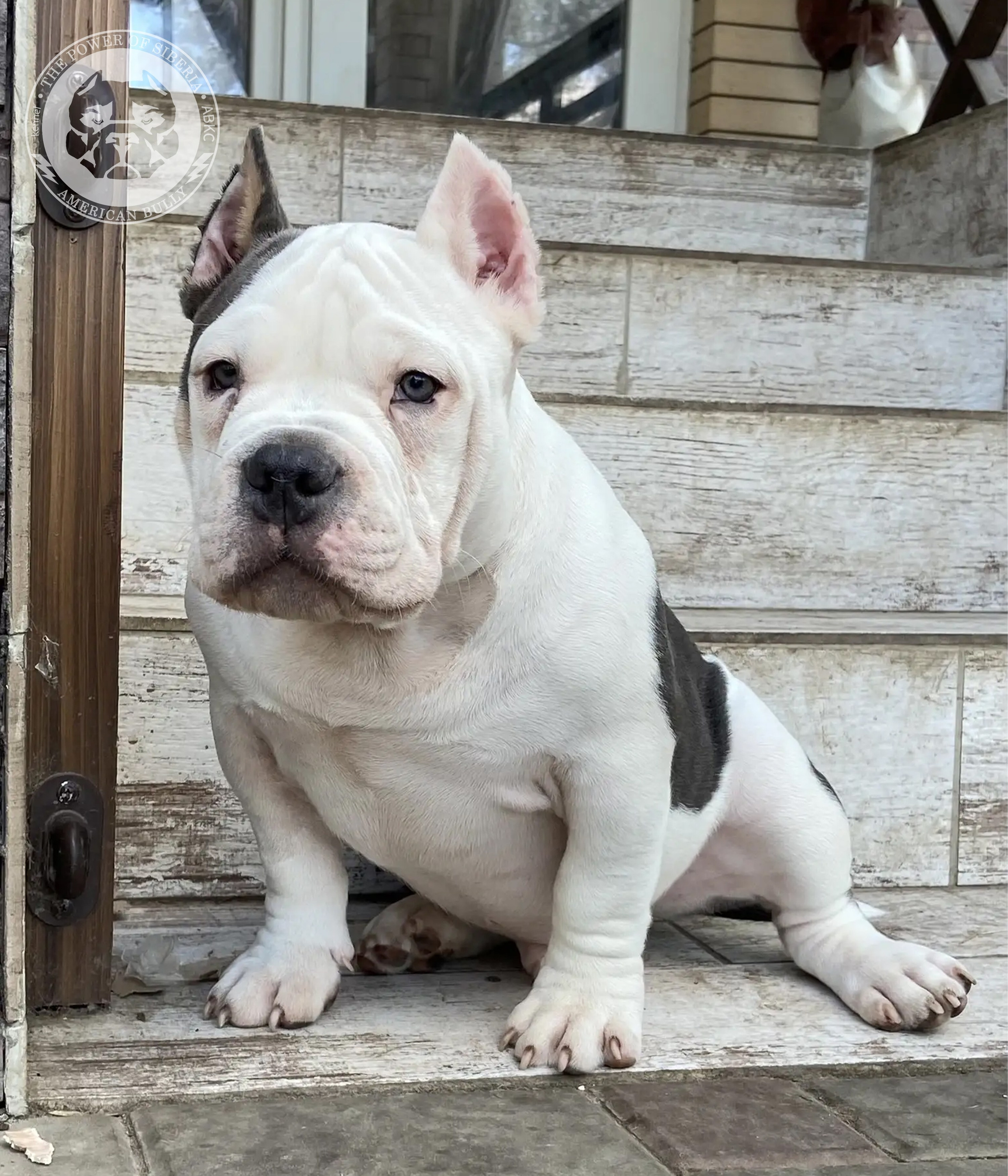 Свободные щенки Американский Булли, в типах покет, классик, стандарт. Американский Булли в г. Ростов-на-Дону. Питомник THE POWER OF SIBERIA