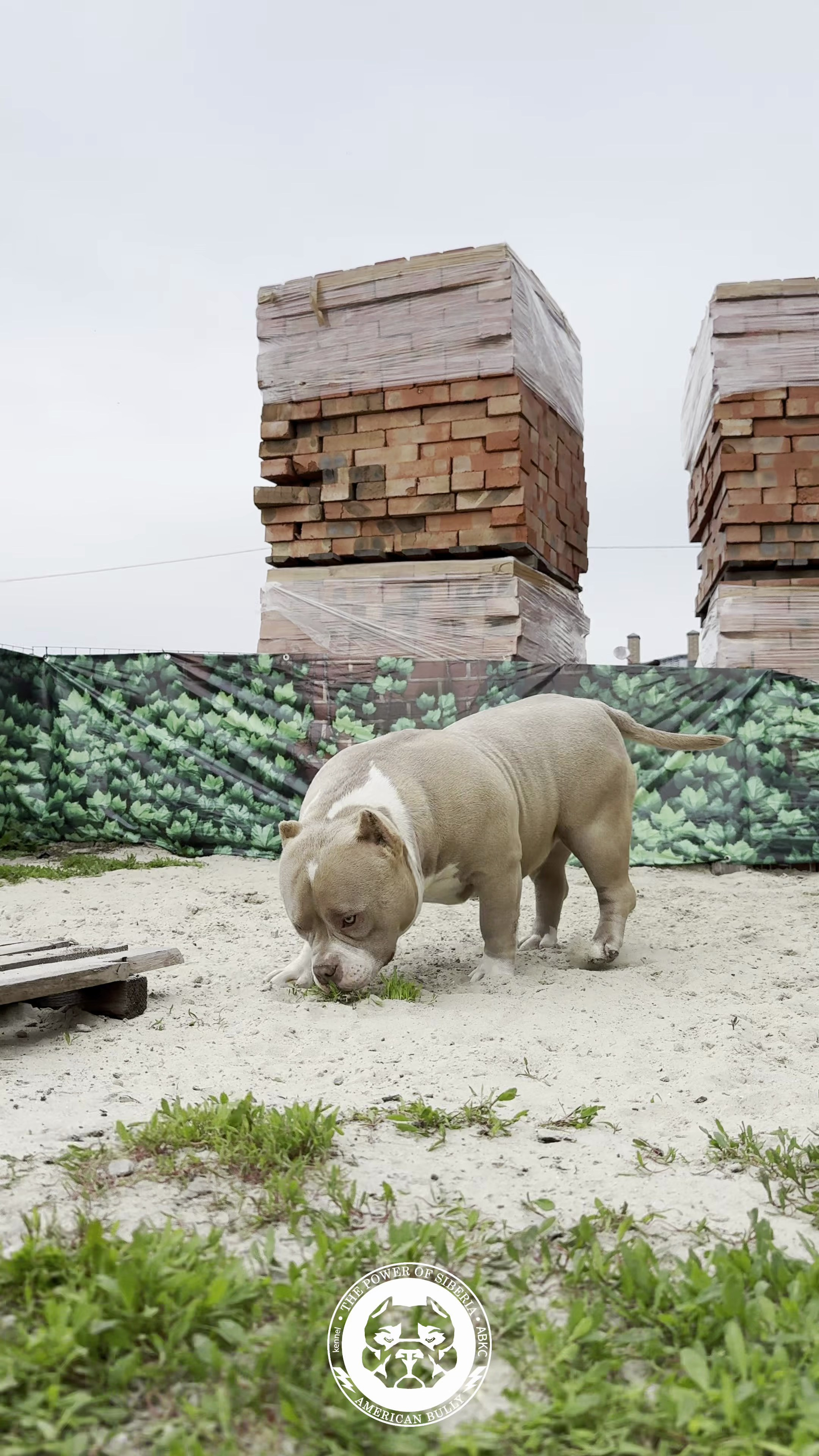 Американский Булли Леона, American Bully Leona. Американский Булли в г. Ростов-на-Дону. Питомник THE POWER OF SIBERIA