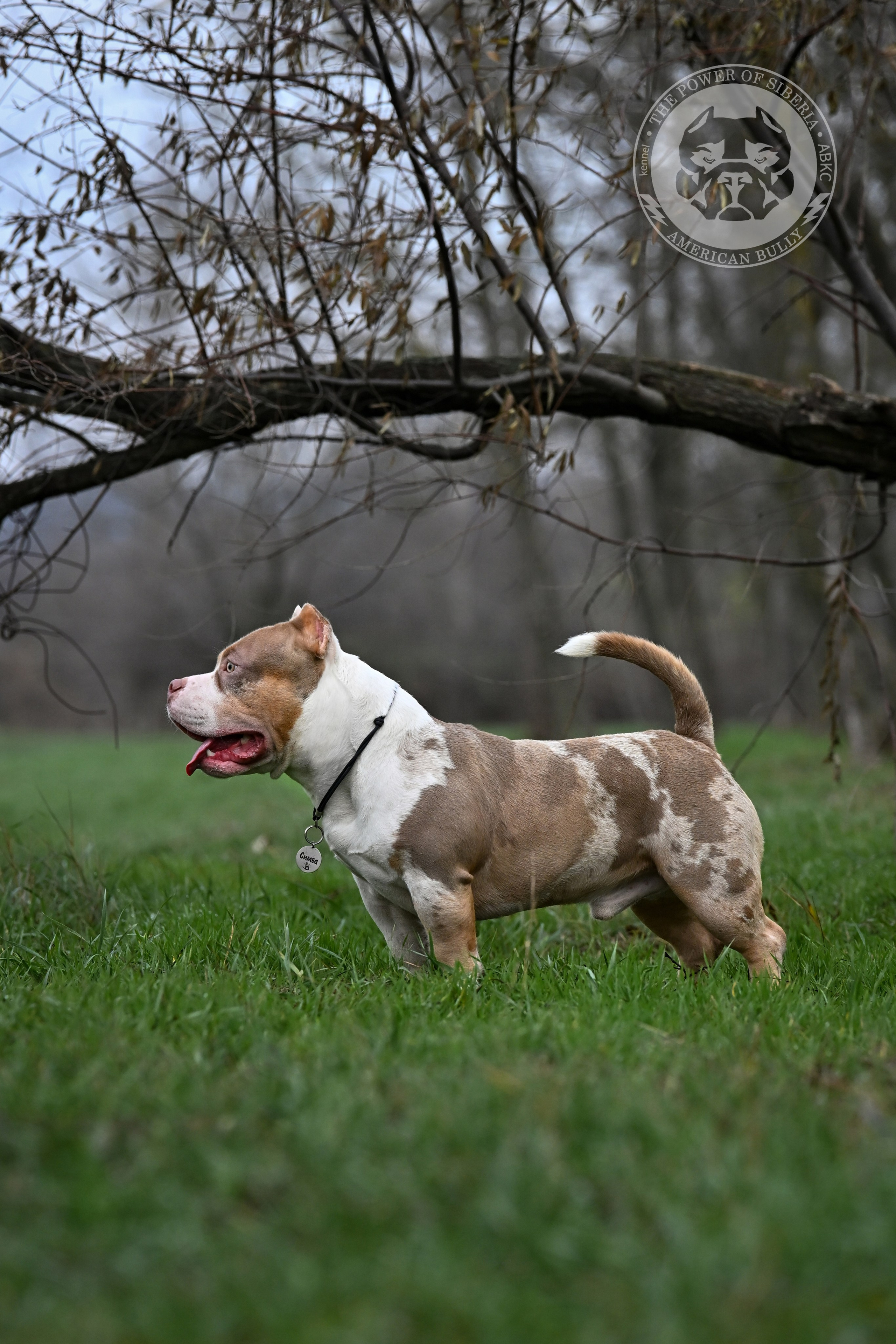 THE POWER OF SIBERIA SIMBA. Американский Булли в г. Ростов-на-Дону. Питомник THE POWER OF SIBERIA