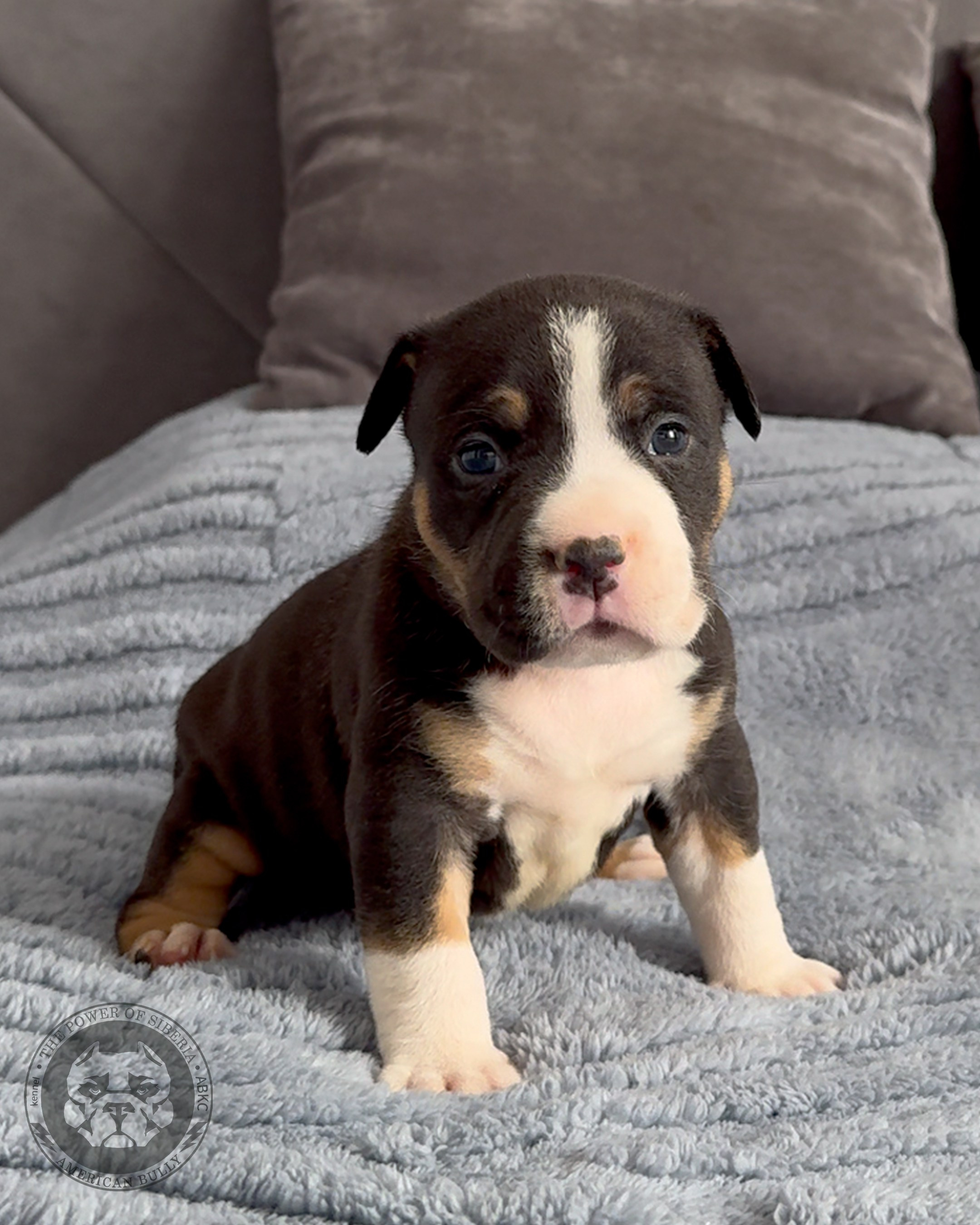 Свободные щенки Американский Булли, в типах покет, классик, стандарт. Американский Булли в г. Ростов-на-Дону. Питомник THE POWER OF SIBERIA