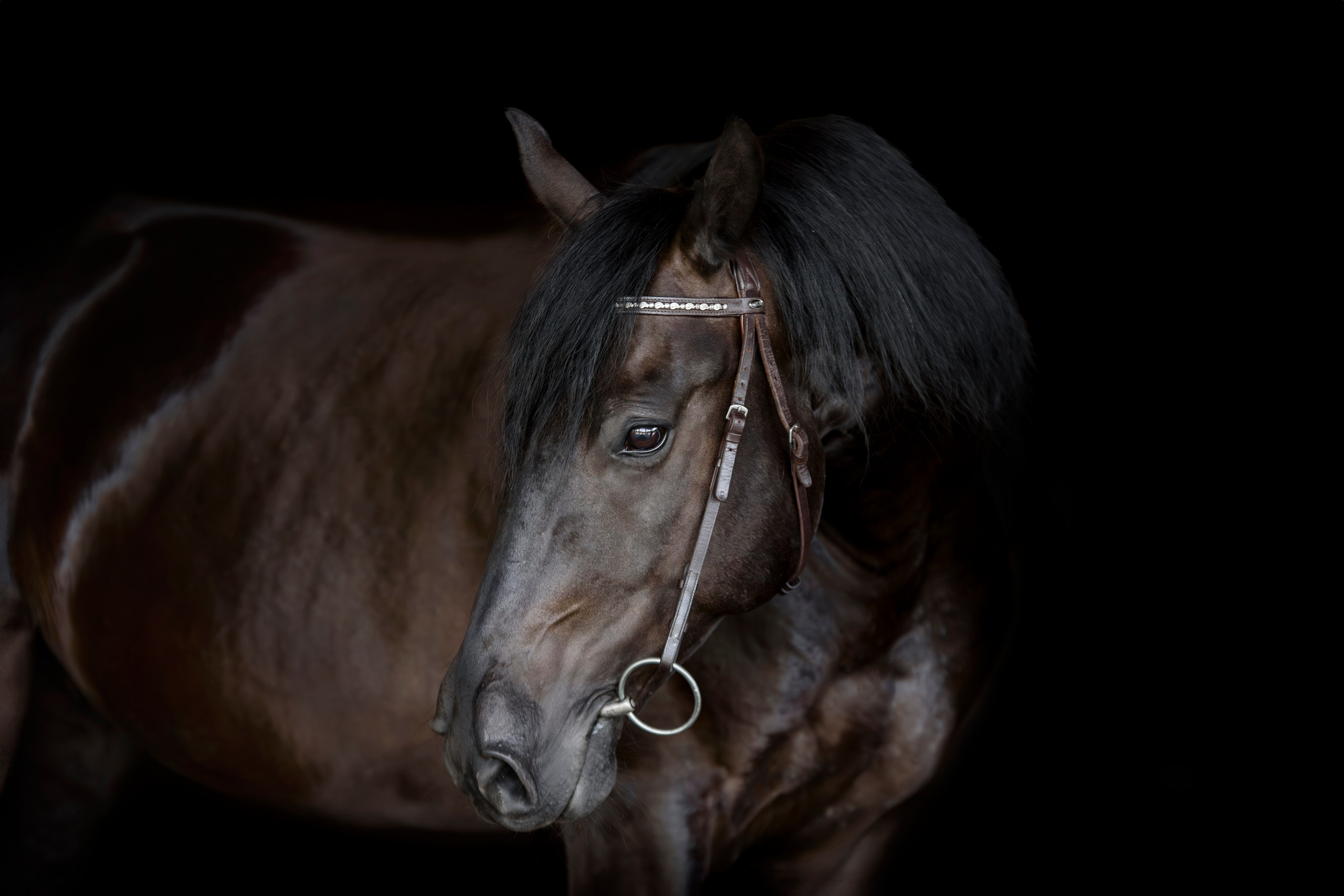 Лошади на свободе, съемка лошадей, экстерьерная съемка, фотосессия