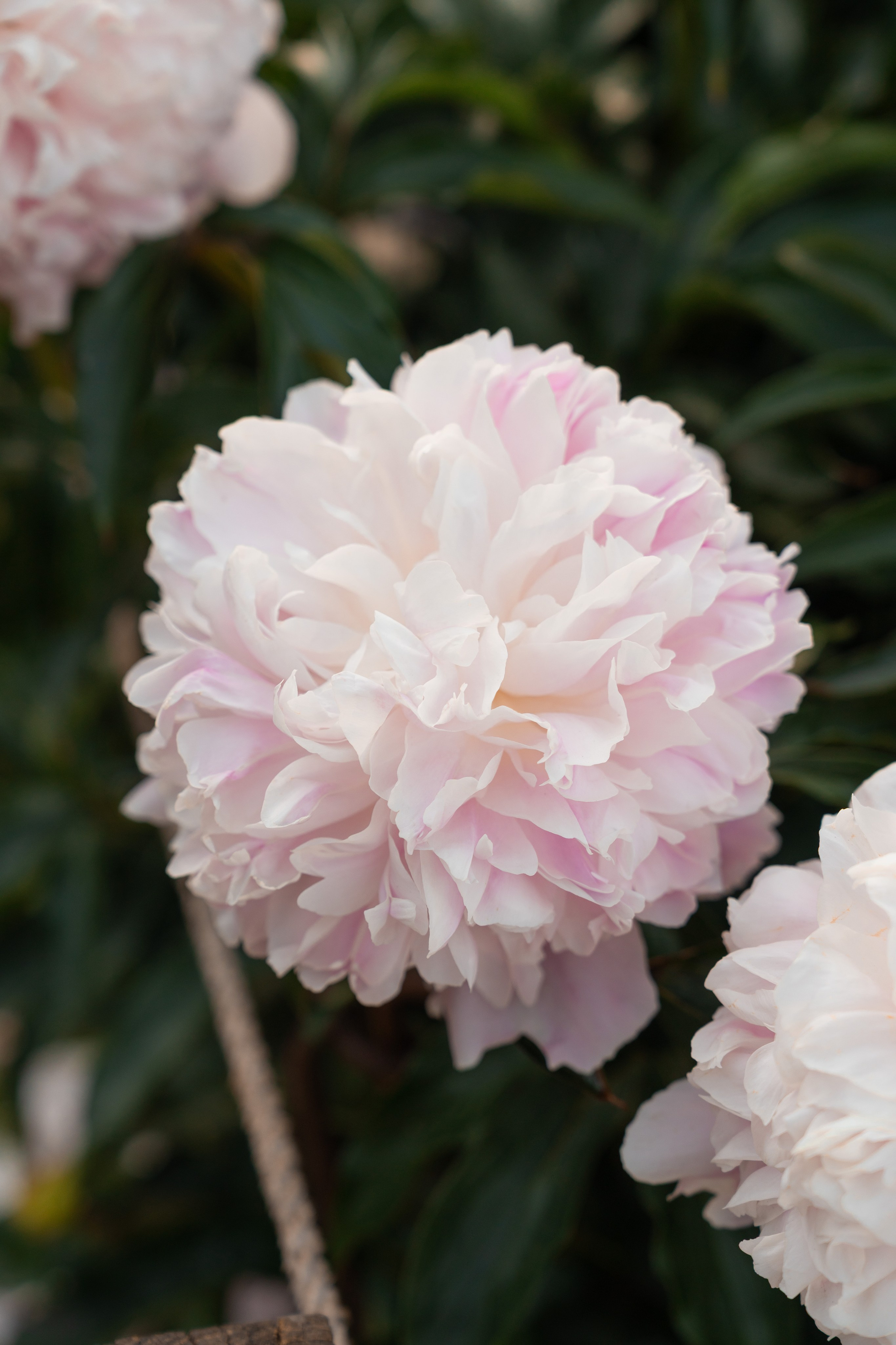 Индивидуальная фотосессия в пионах в Москве