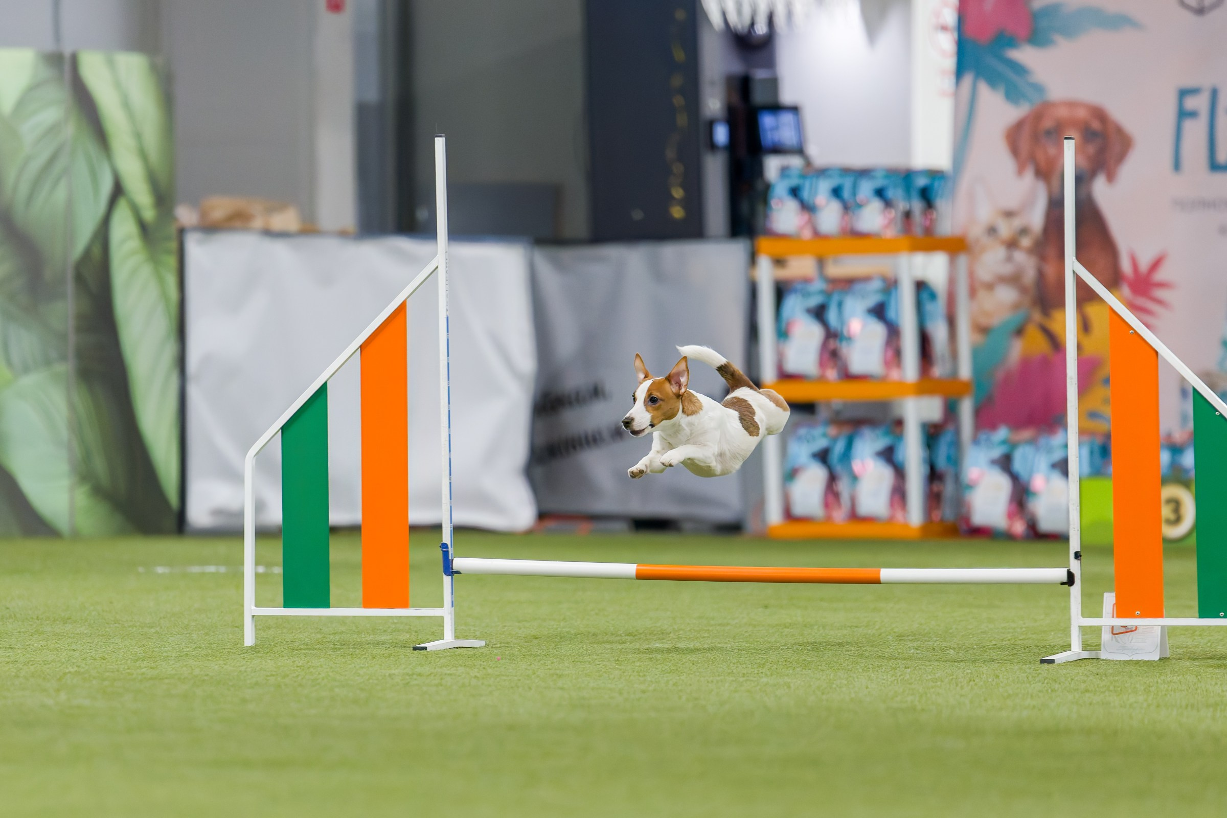 День рождения Пёсбурга — февраль 2025. Irenephoto.ru