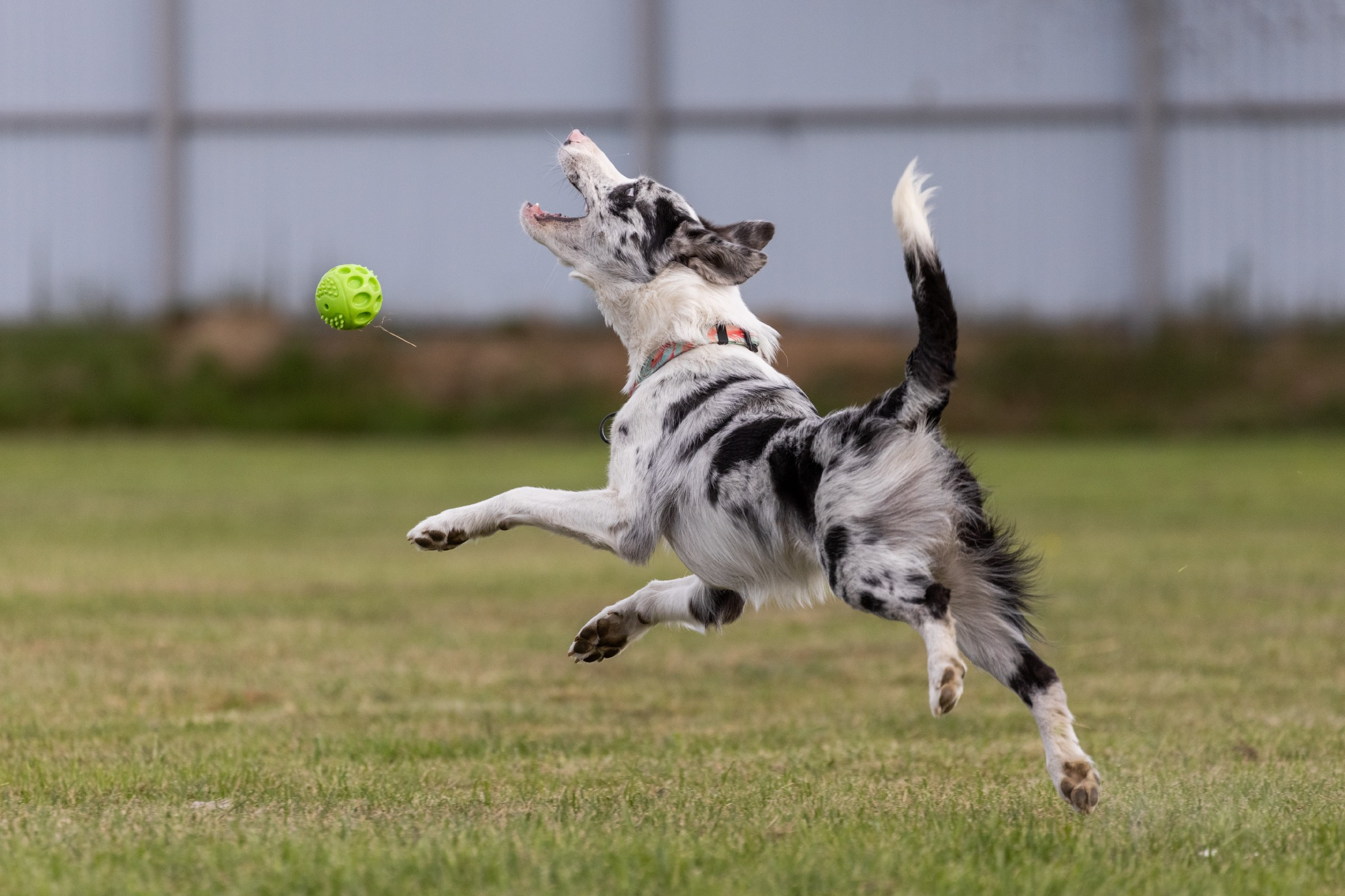 Дог-фризби. Irenephoto.ru