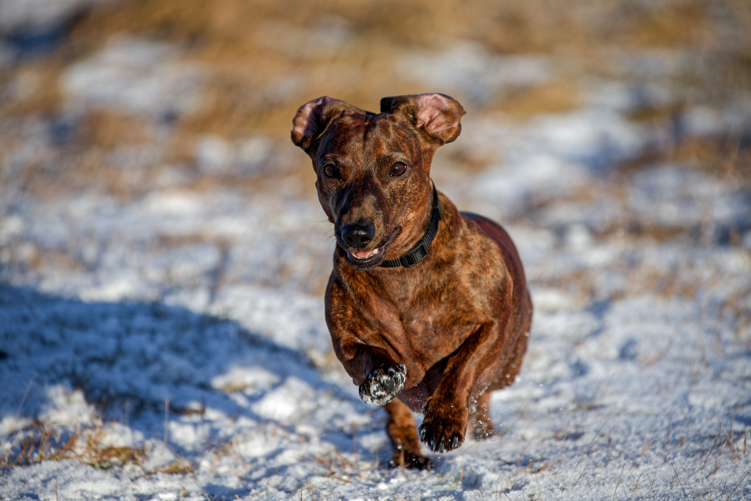 Собаки в движении. Irenephoto.ru