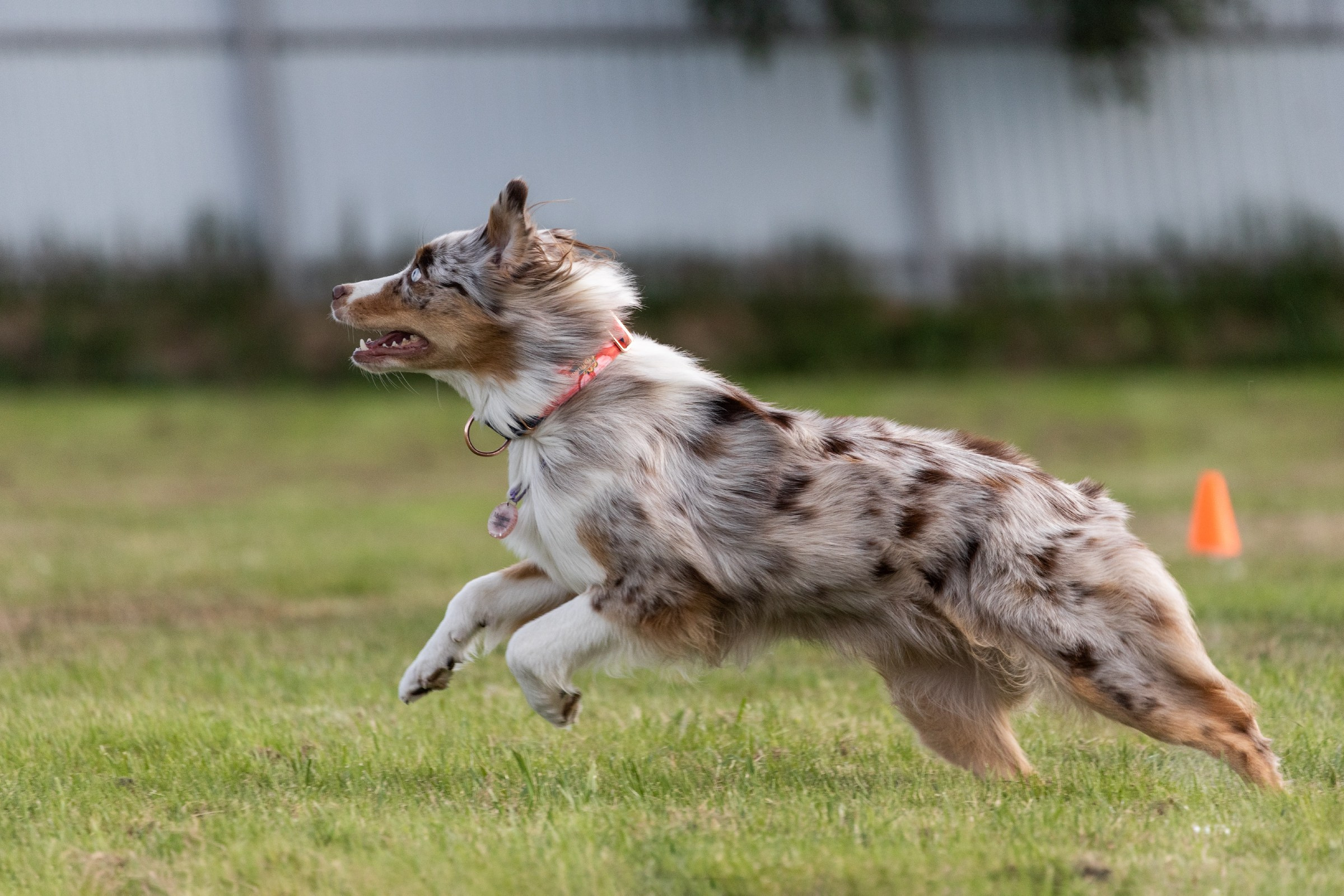 Дог-фризби. Irenephoto.ru