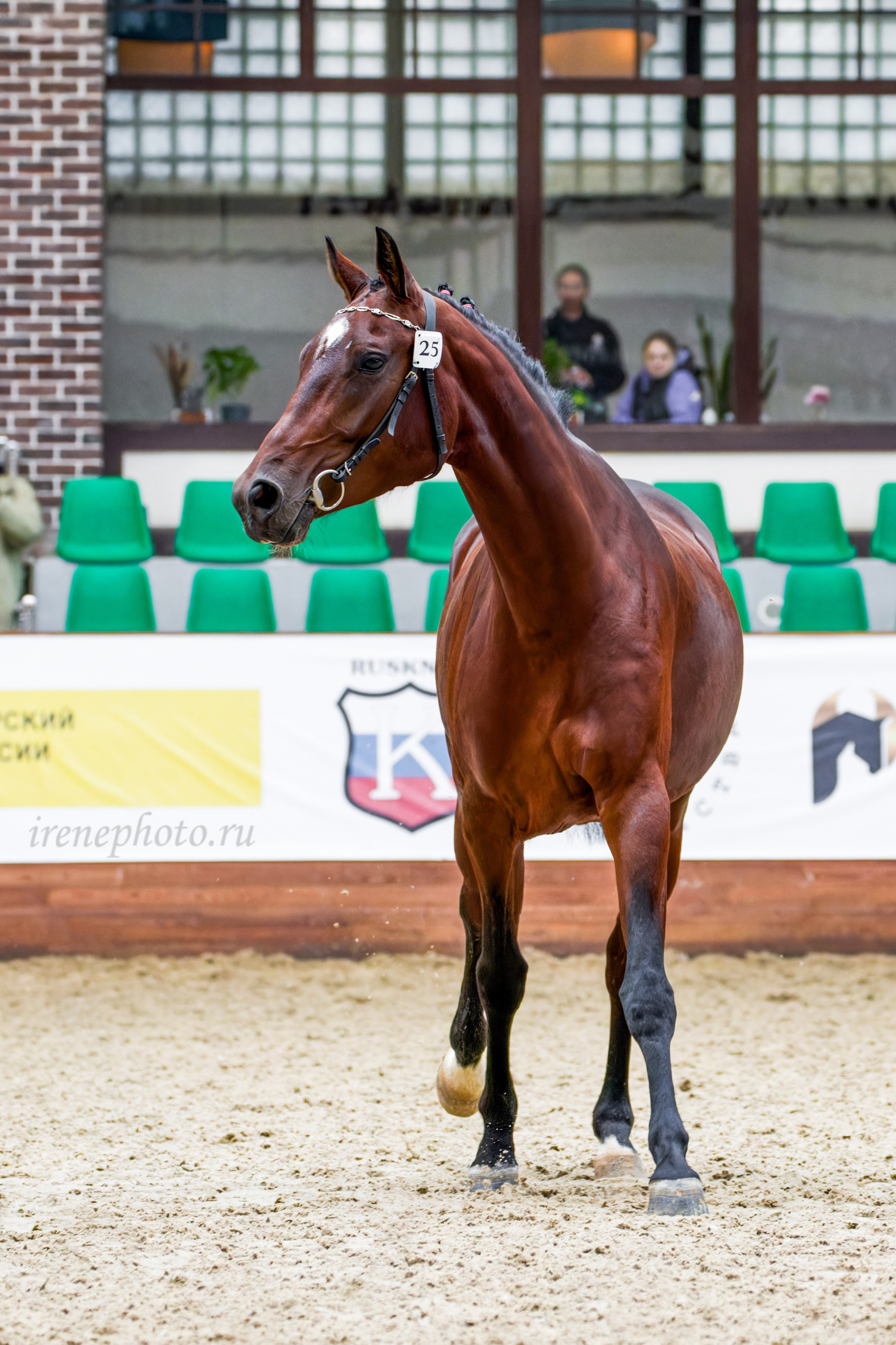 Конная Россия 2024 Оценка двигательных качеств. Irenephoto.ru