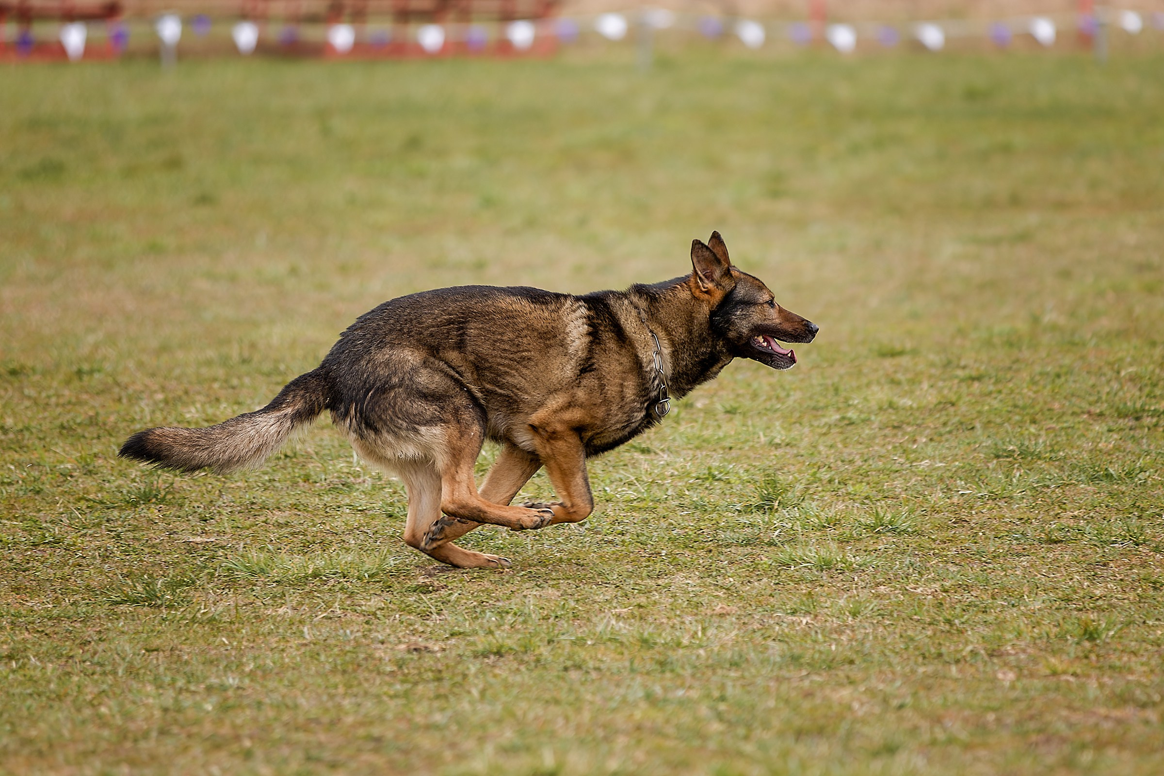 Чемпионат СЗФО по IGP 1 — 3. Irenephoto.ru