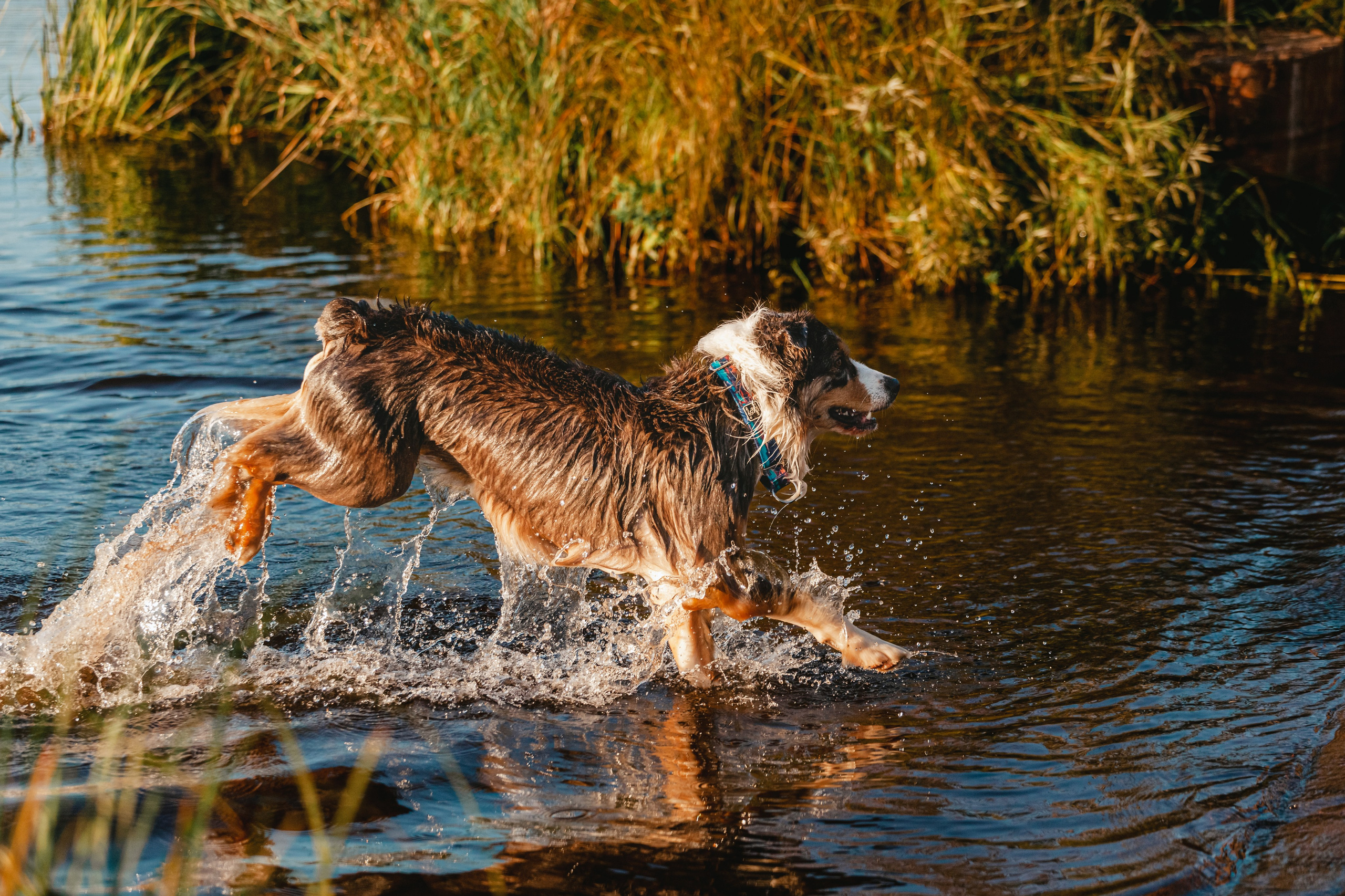 Фотопрогулка в Ленобласти. Фотограф-анималист Татьяна Степанова
