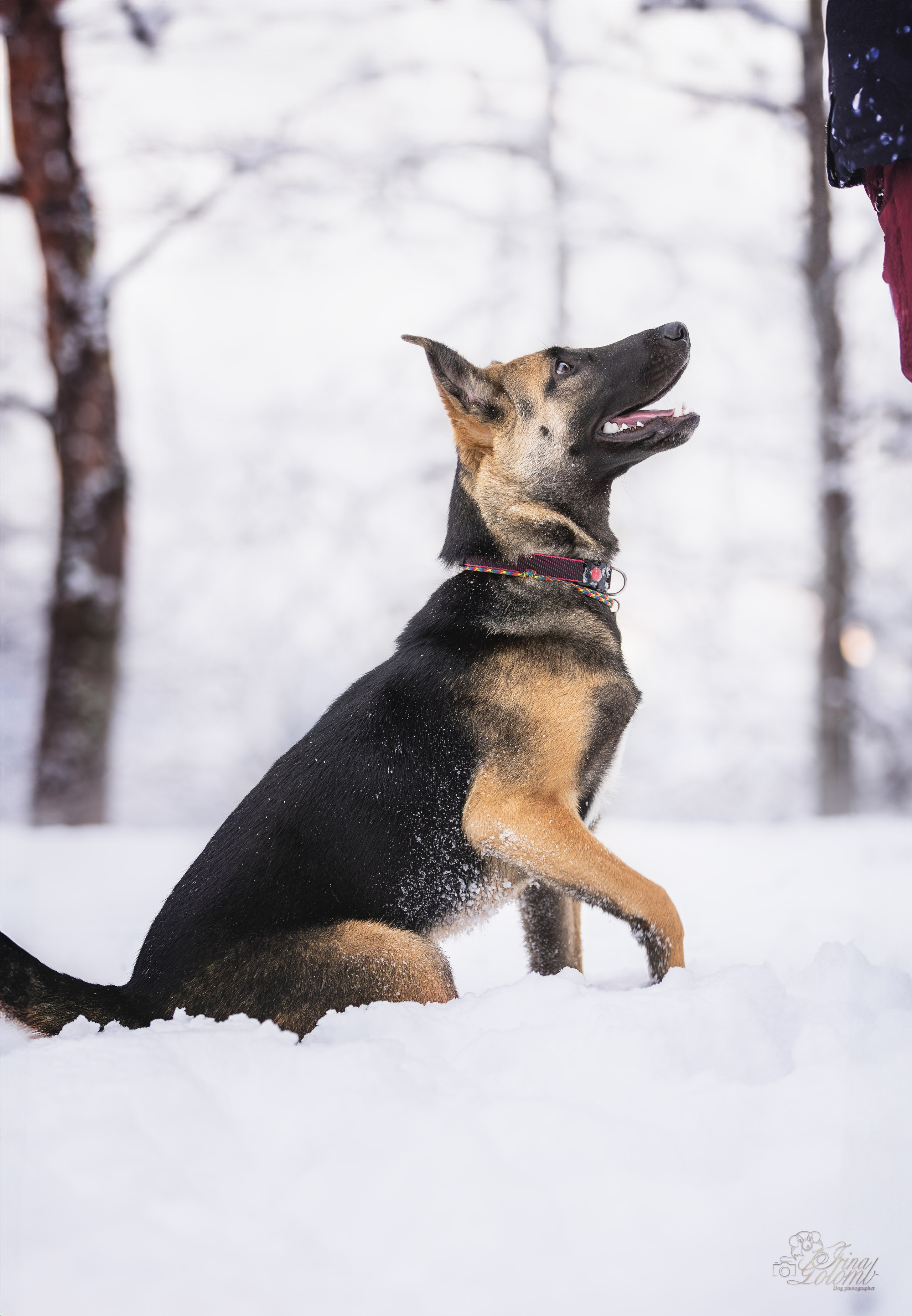 Догтуса Тропа Ефремова. Ирина Голомб|Фотограф-анималист в  Сочи и Калининграде