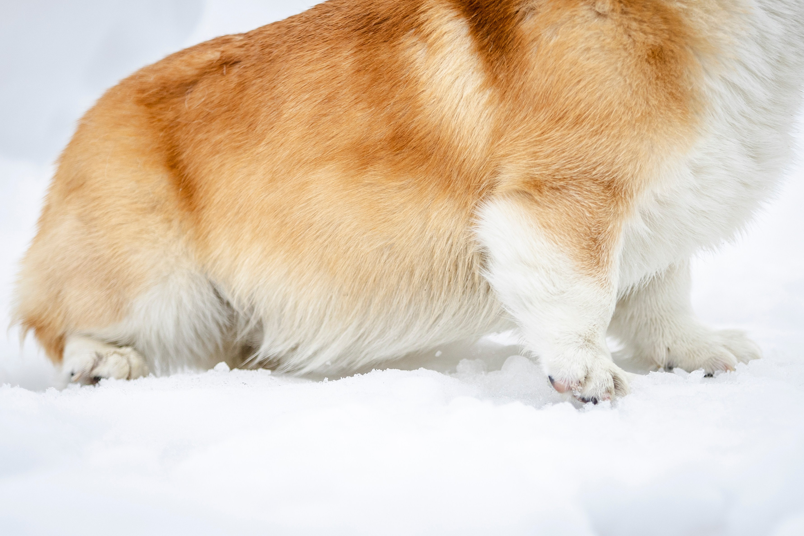 Гай, Корги-Пемброк. Ирина Голомб|Фотограф-анималист в  Сочи и Калининграде