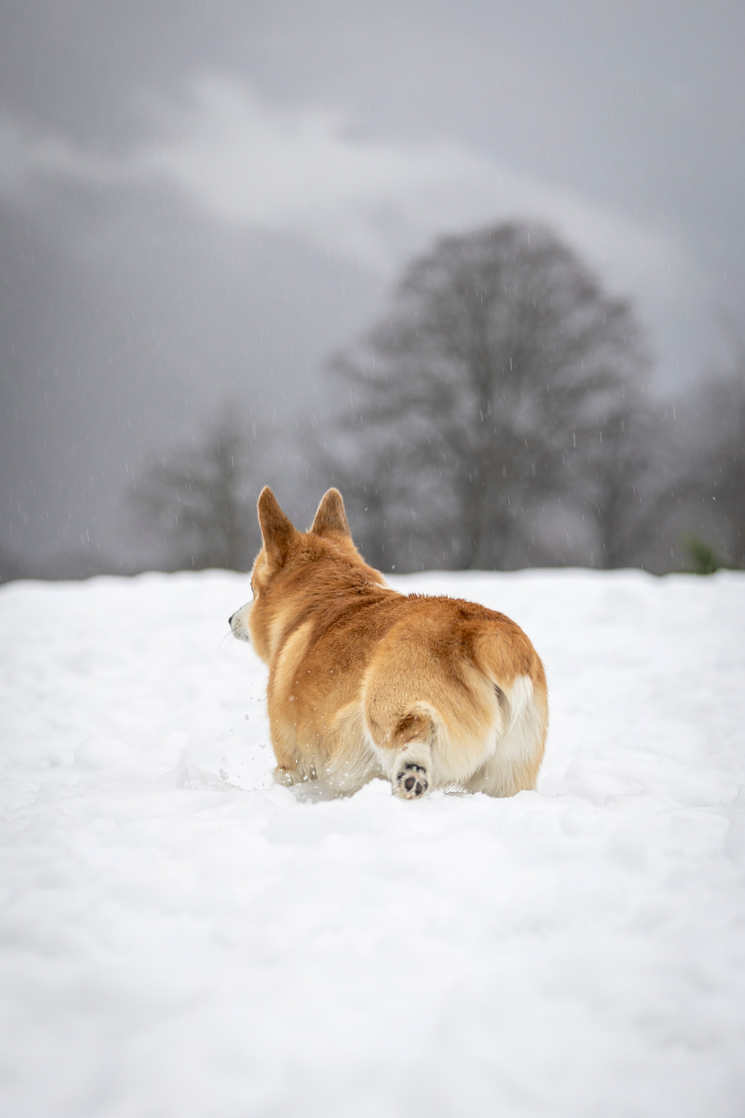 Гай, Корги-Пемброк. Ирина Голомб|Фотограф-анималист в  Сочи и Калининграде