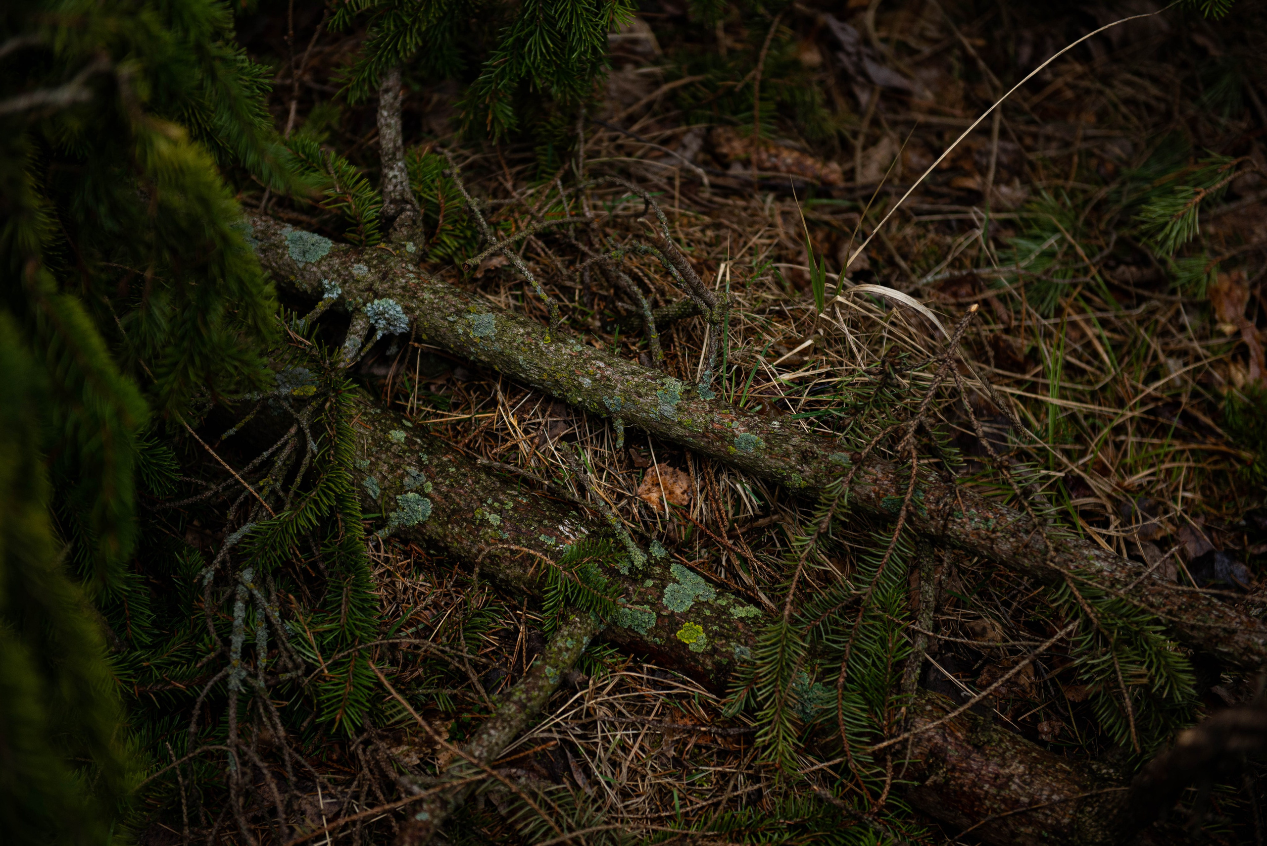 Лен. область. Фотограф Алиса Аспер