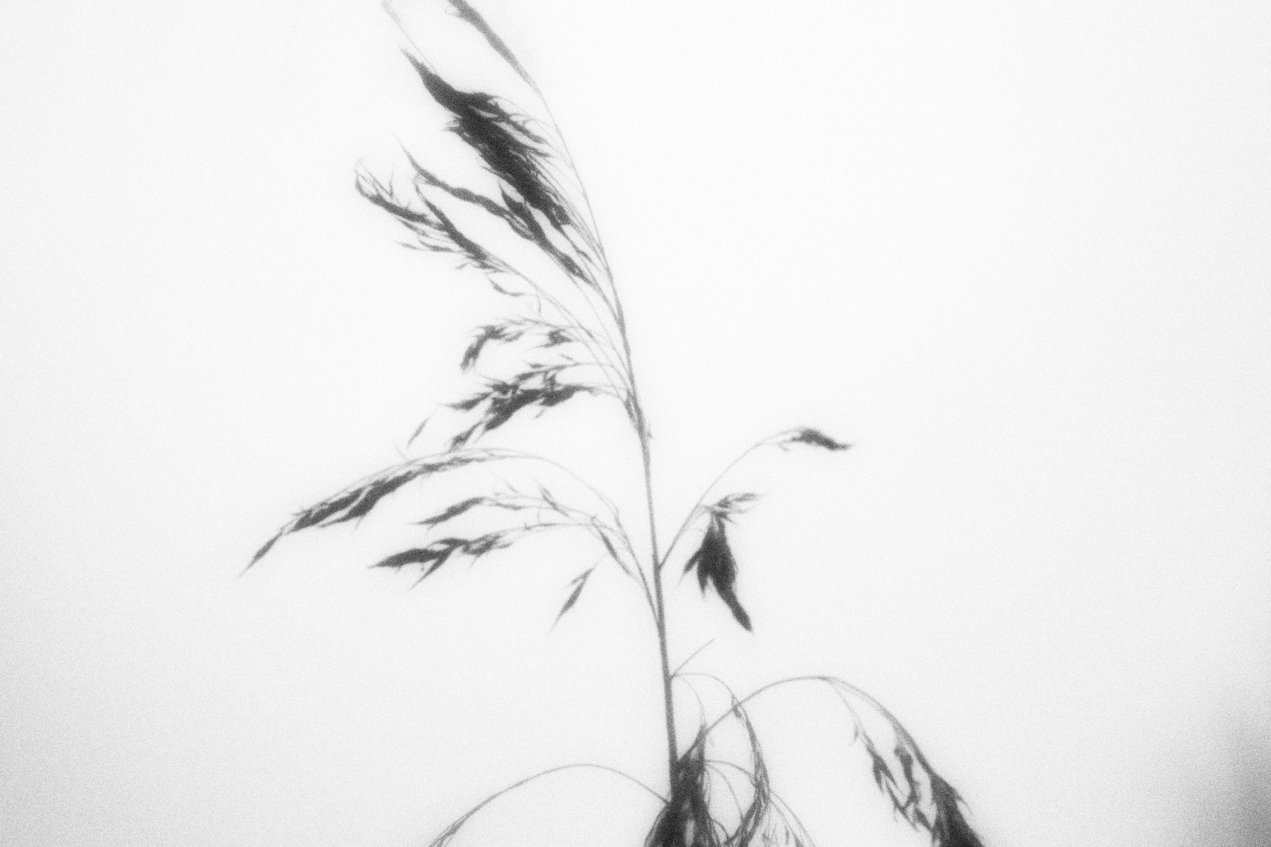 Внутривенные сны (2023)