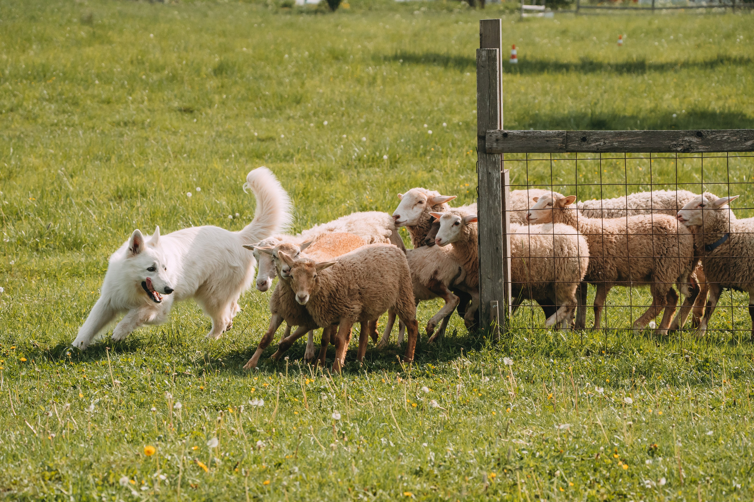 Состязания по пастушьей службе 1-2.06.24, Заостровье. Фотограф-анималист Анастасия Большакова