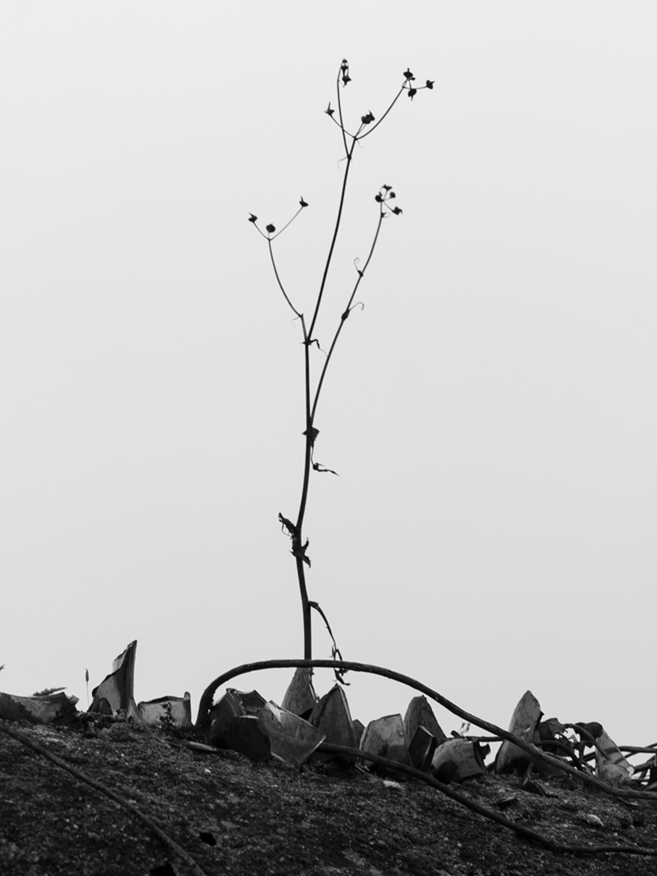 The veil. Ula Aldokhina