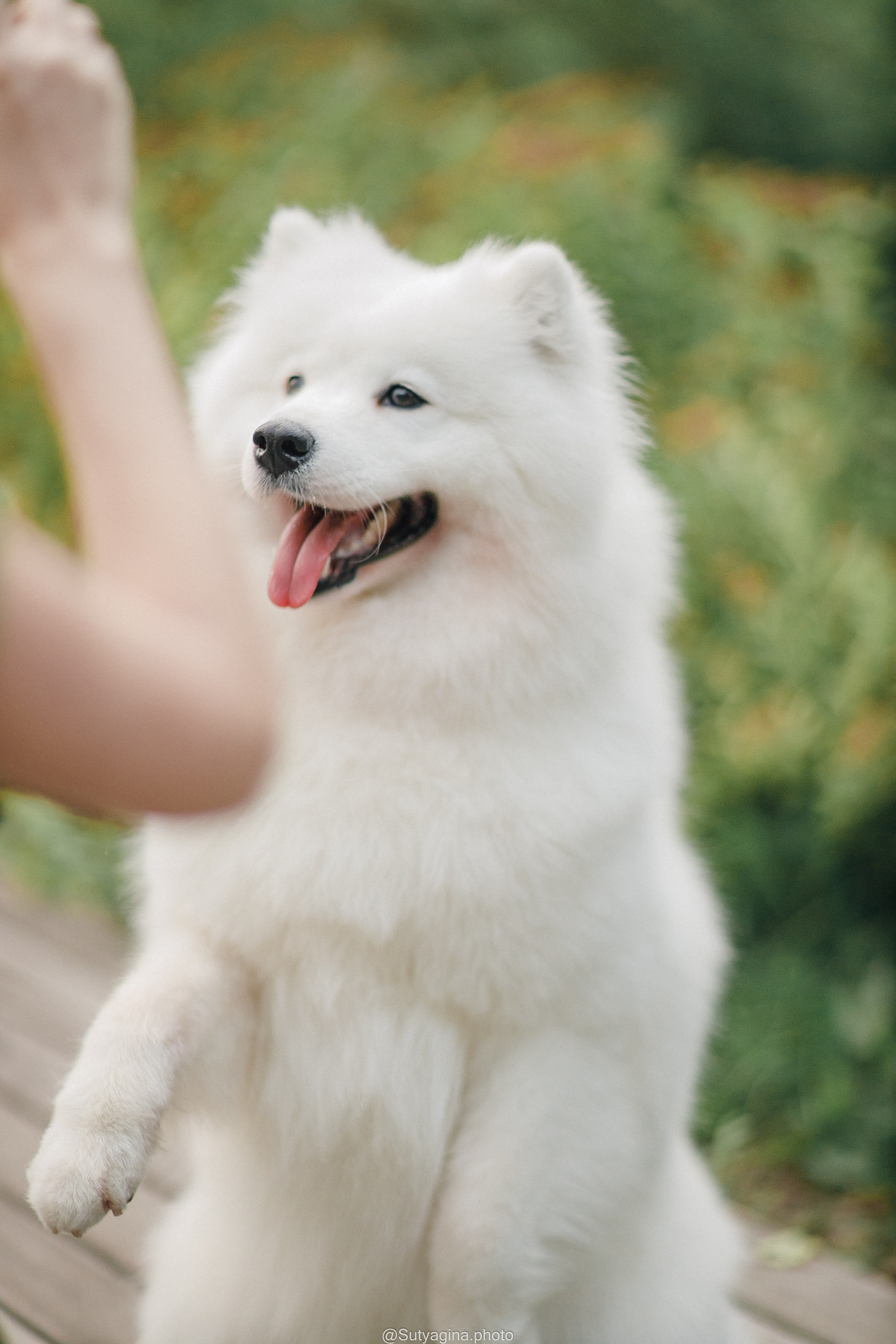 Самоед Рея. Свадебный и женский фотограф