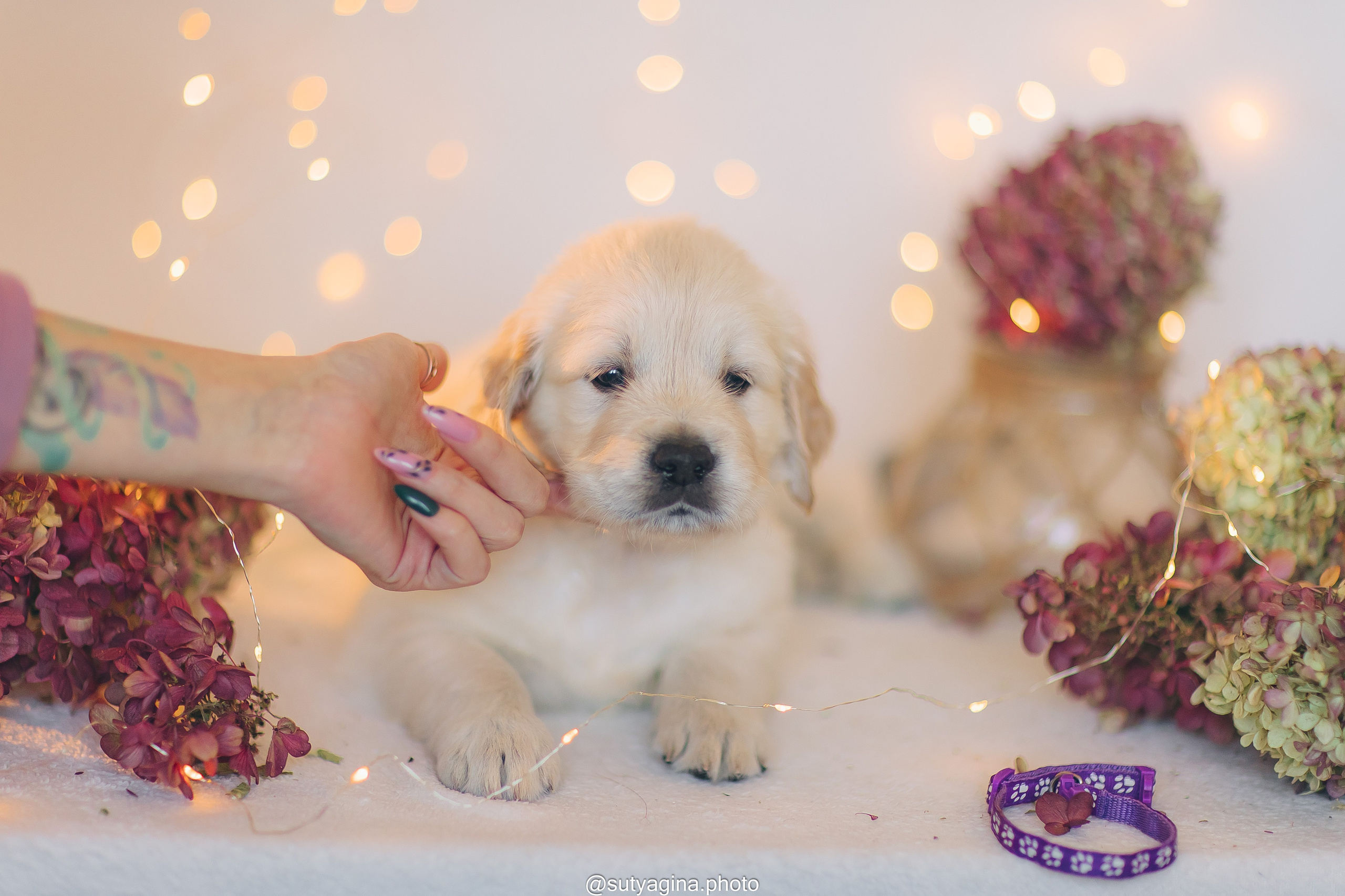 Фиолетовая лента. Свадебный и женский фотограф
