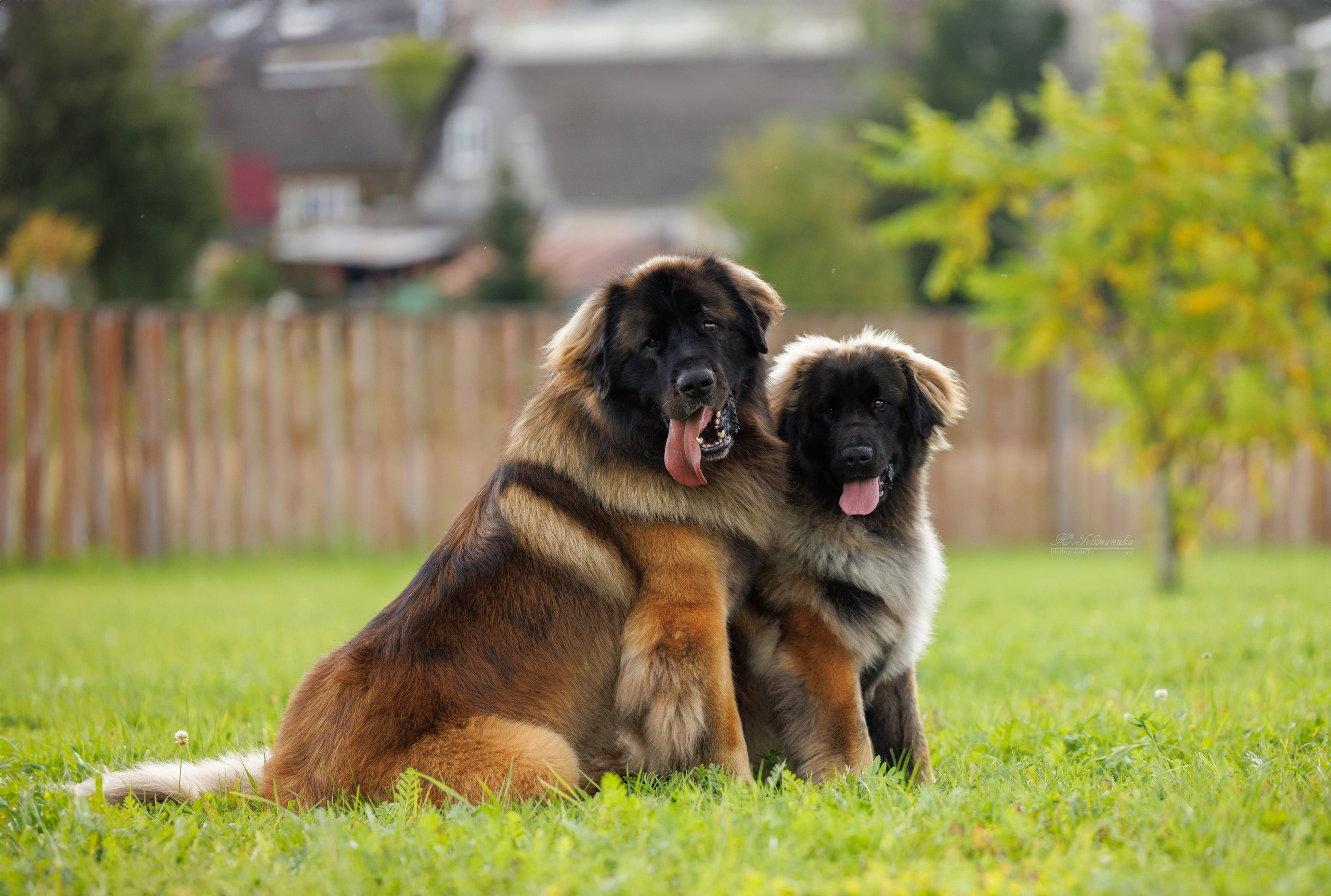 Переславль 5-7.08.2025. Фотограф-анималист Юлия Германика