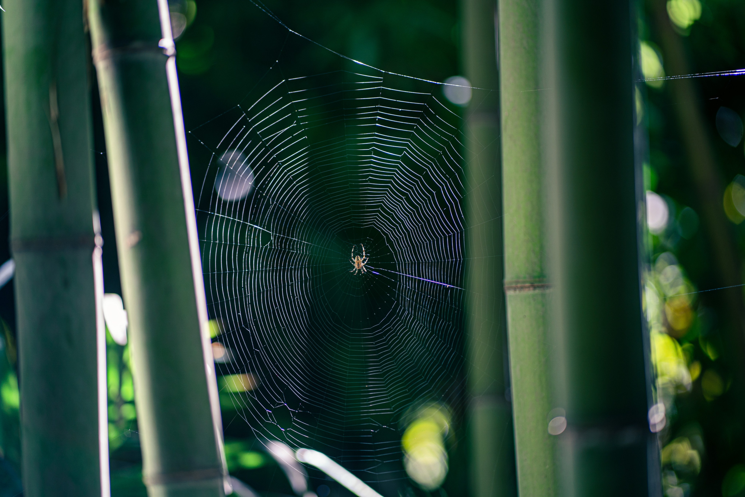 Фотокартины. Семейный фотограф Ирина Ильиных-Вольная в Москве и не только