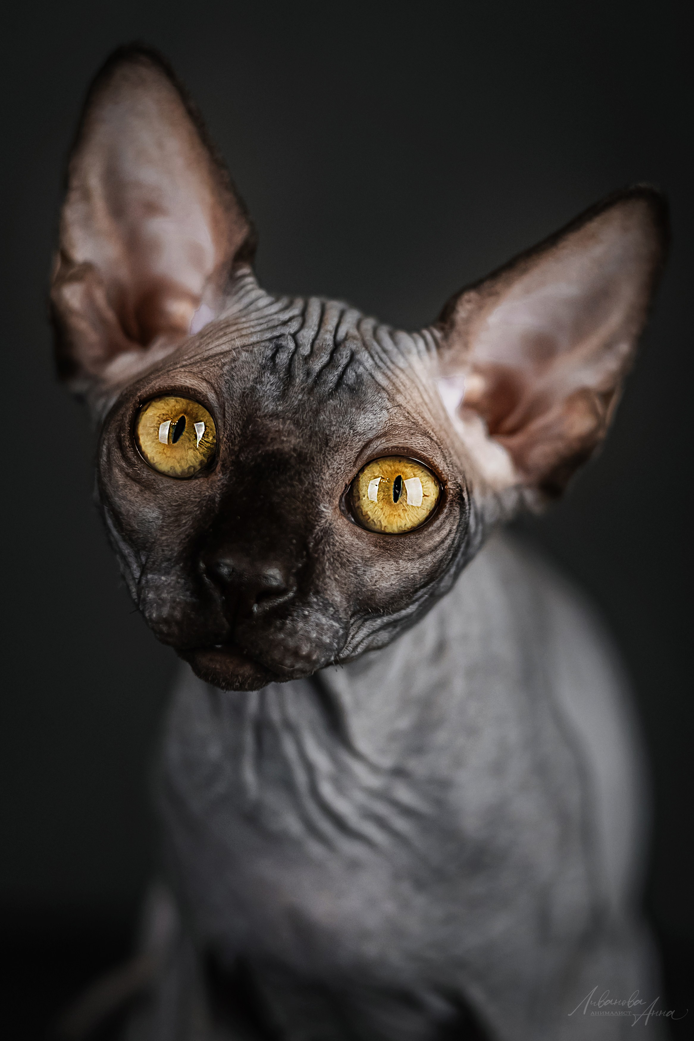 Сфинксы. Фотограф анималист Аня Ливанова | Рыбинск