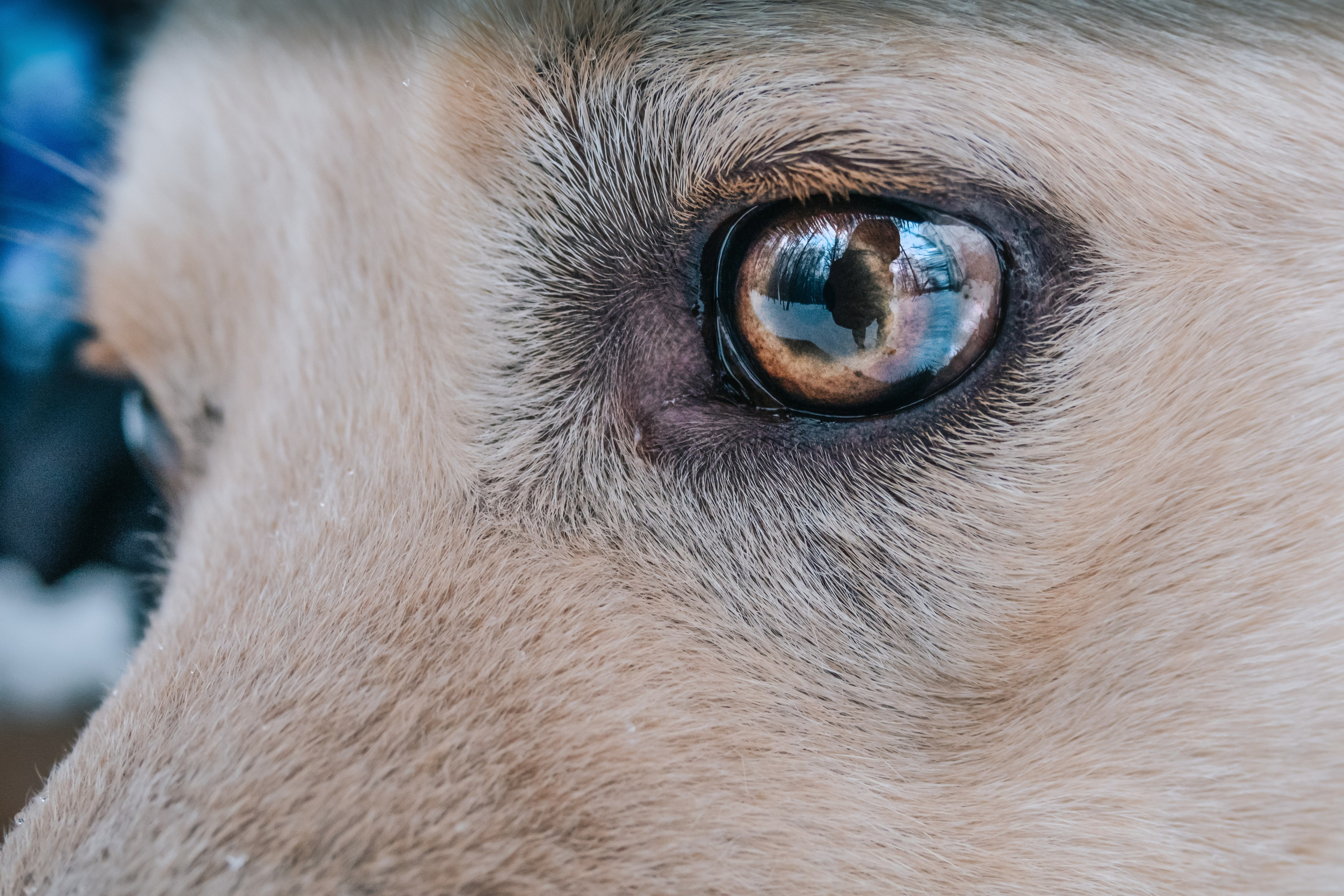 Мокрые носы: Булка, Черни и Марк💔 #ищудом. Фотограф-анималист в Москве Юлия Лайхо