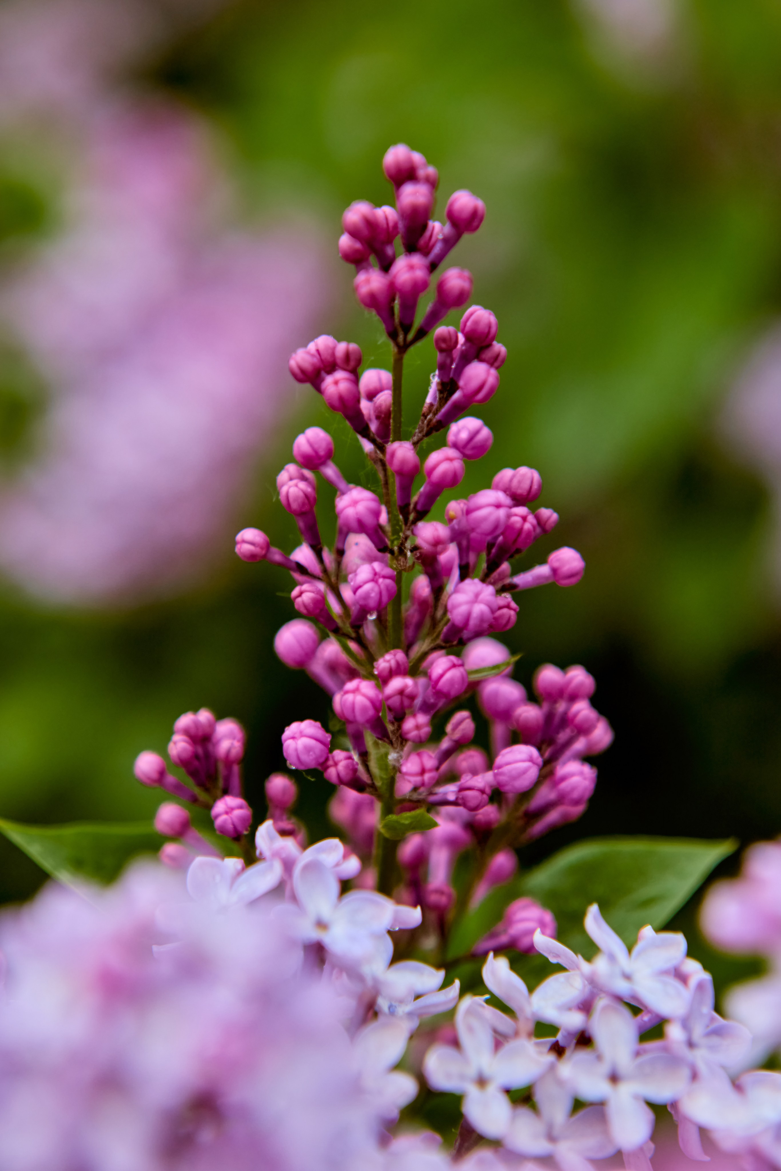 Ветка Сирени в лучах вечернего солнца - символ надежды, кадр Николая Голованова, г. Дзержинск.
