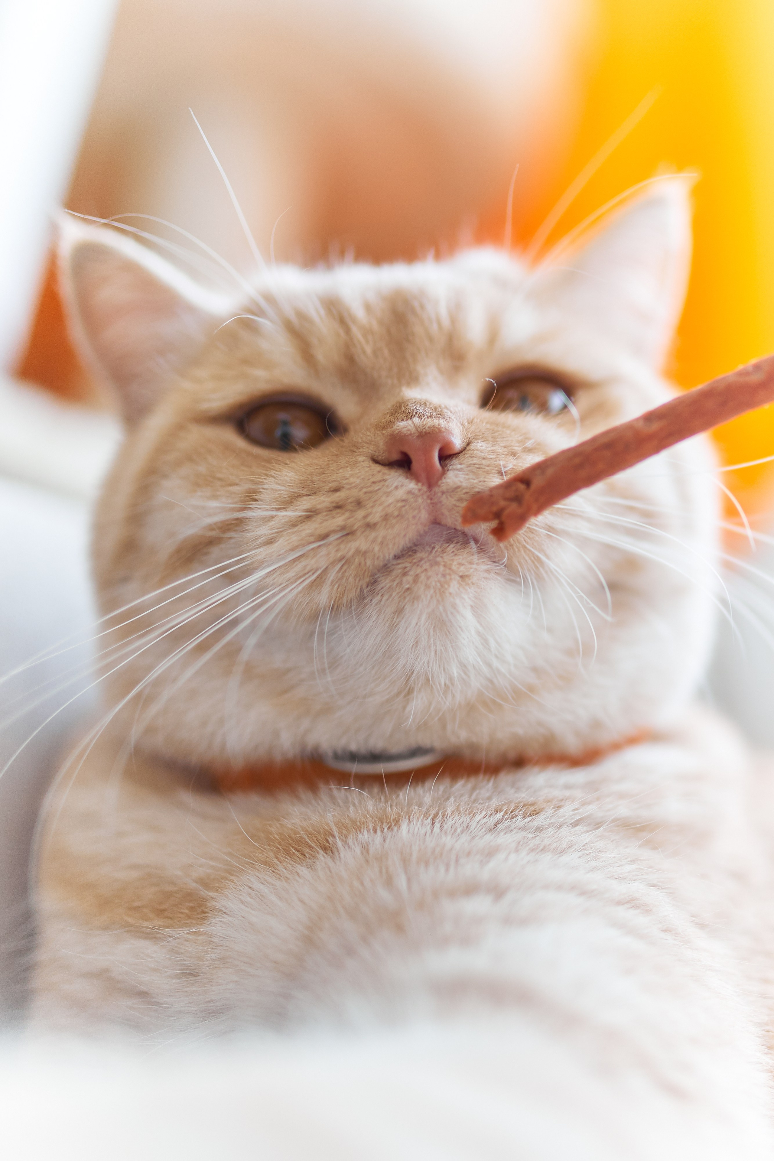 Фотосессия кота. Мужская фотосессия в СПб|Ирина Курманаева