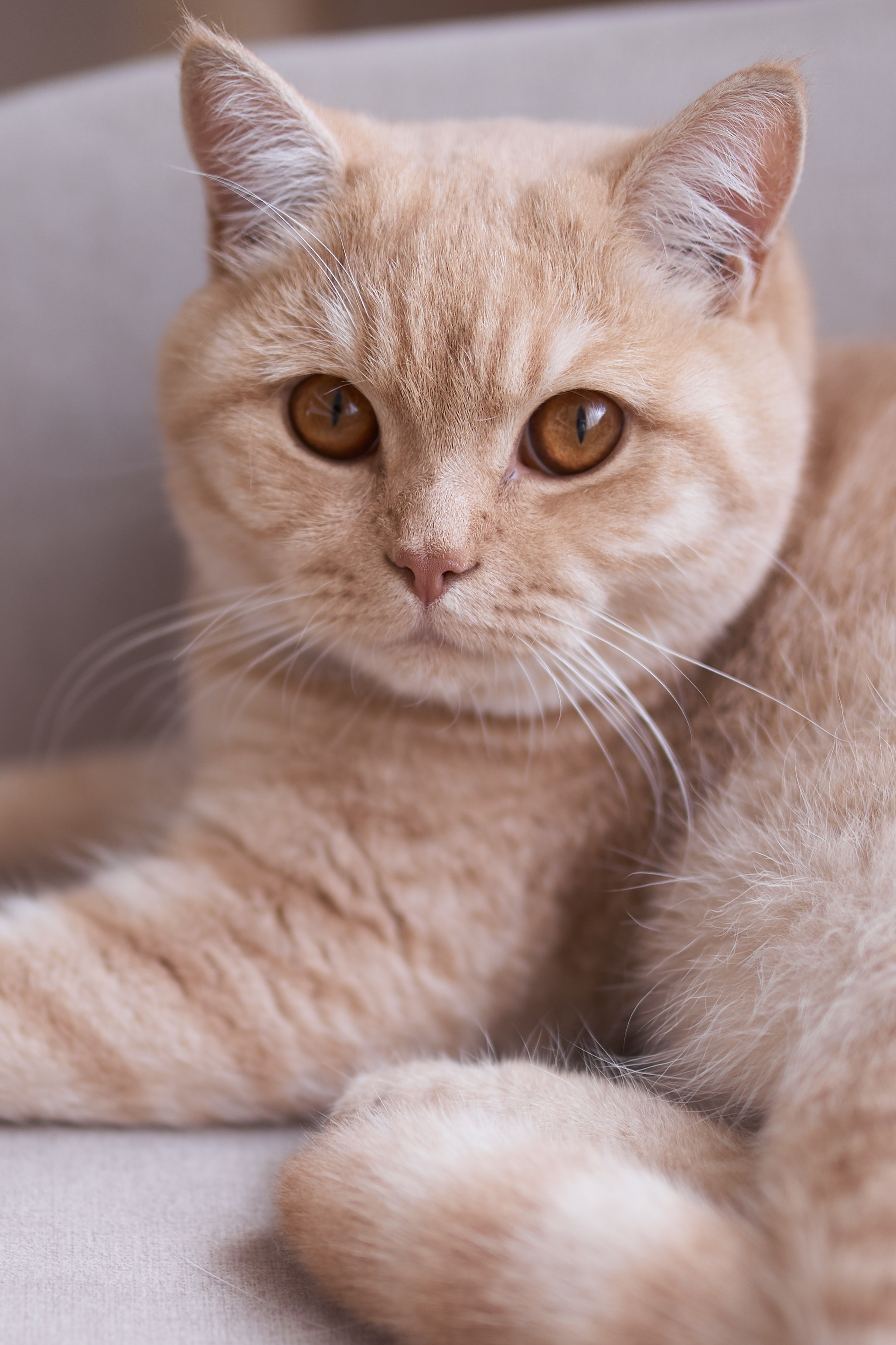 Фотосессия кота. Мужская фотосессия в СПб|Ирина Курманаева