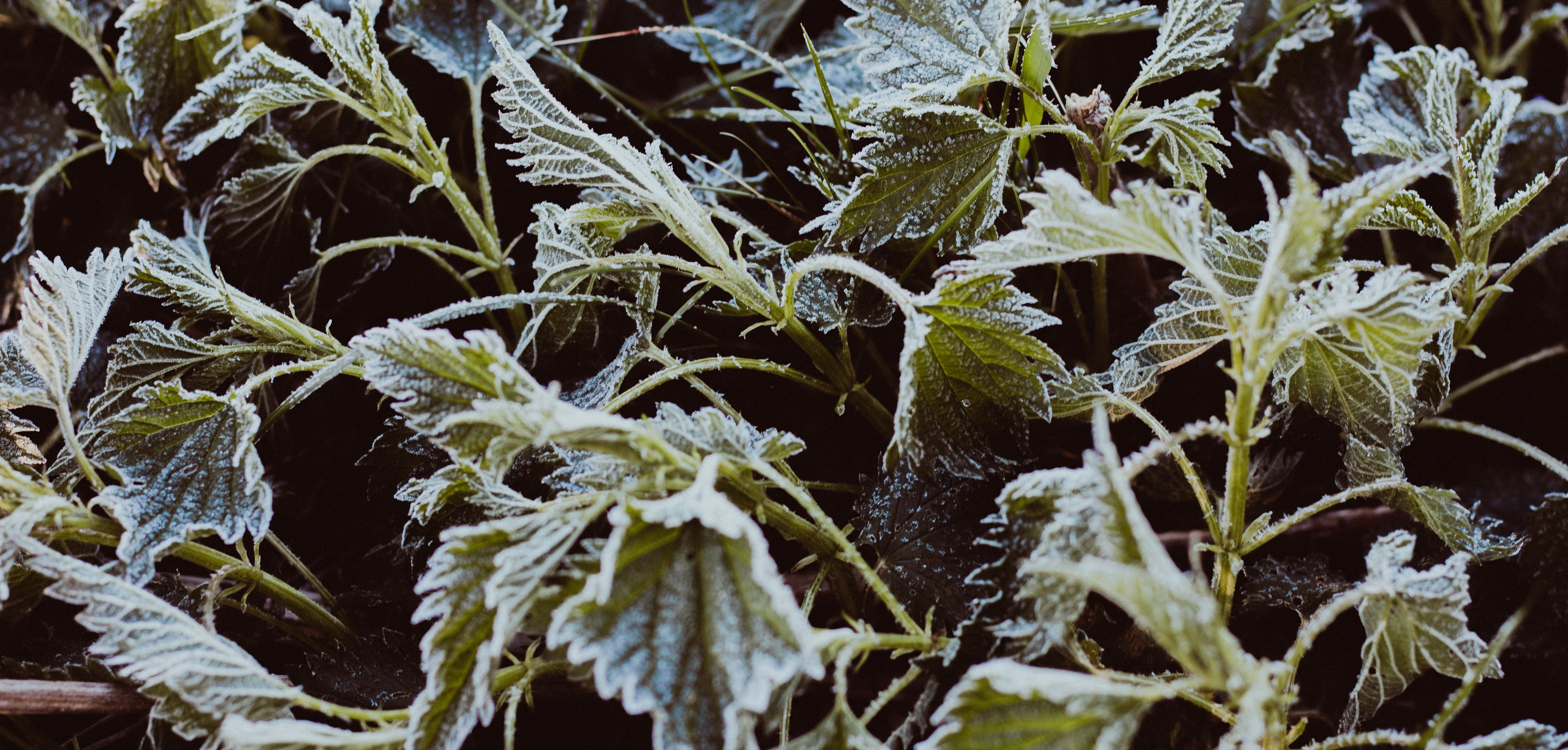 Киржач. Мария Колесникова