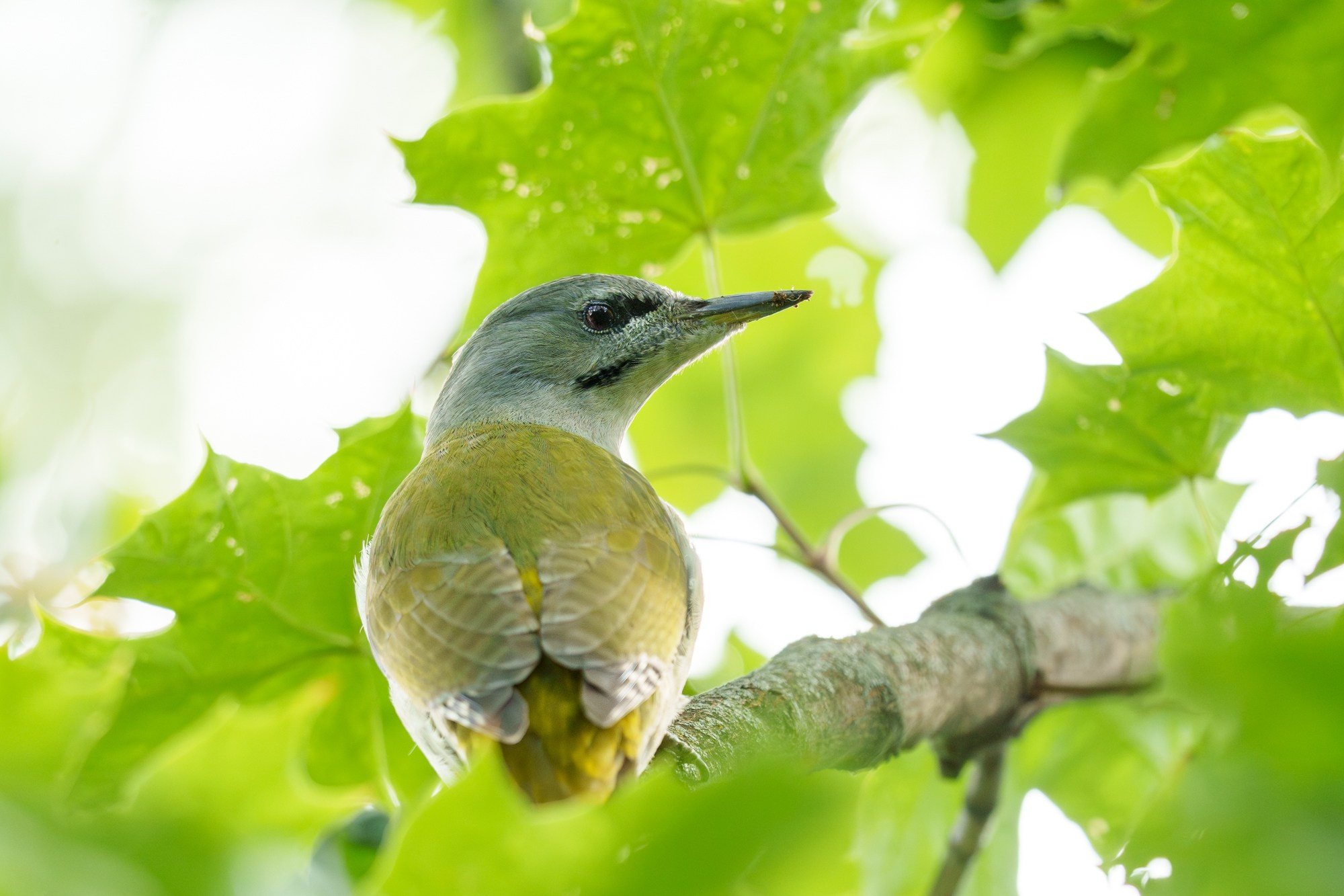 Удивительные мир птиц. Вокруг нас столько прекрасного — присмотритесь!. Ваш личный фотограф Марина Волкова