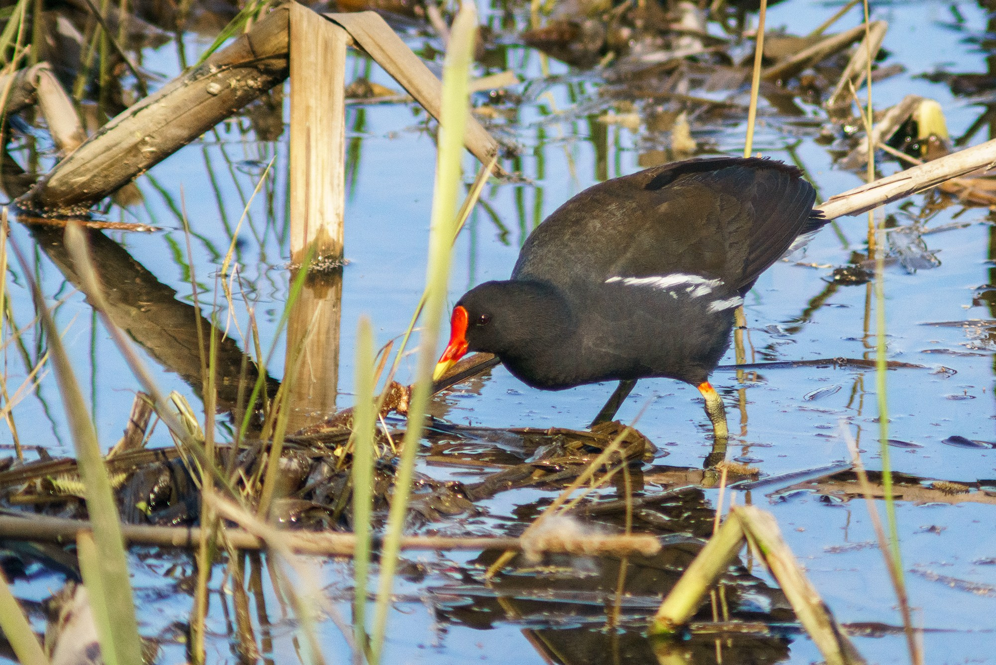 Удивительные мир птиц. Вокруг нас столько прекрасного — присмотритесь!. Ваш личный фотограф Марина Волкова
