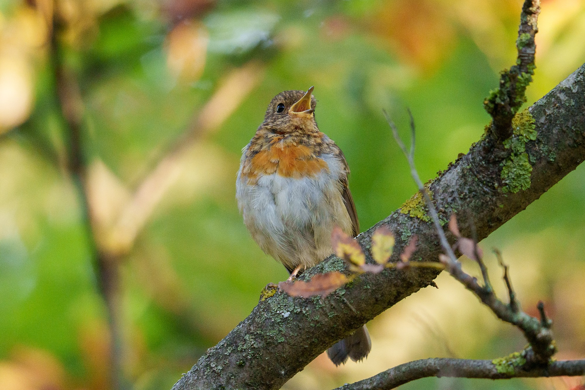 Удивительные мир птиц. Вокруг нас столько прекрасного — присмотритесь!. Ваш личный фотограф Марина Волкова