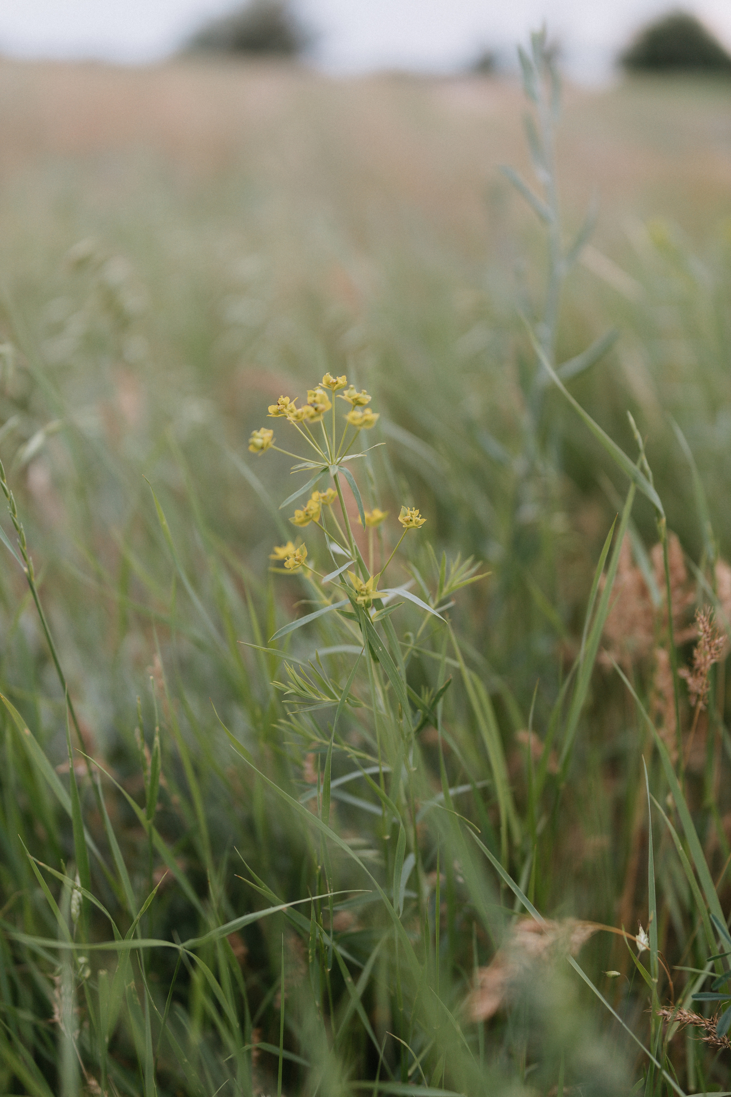 Саша + Алина +?. Ланемец Юлия — фотограф Волгоград/Волжский