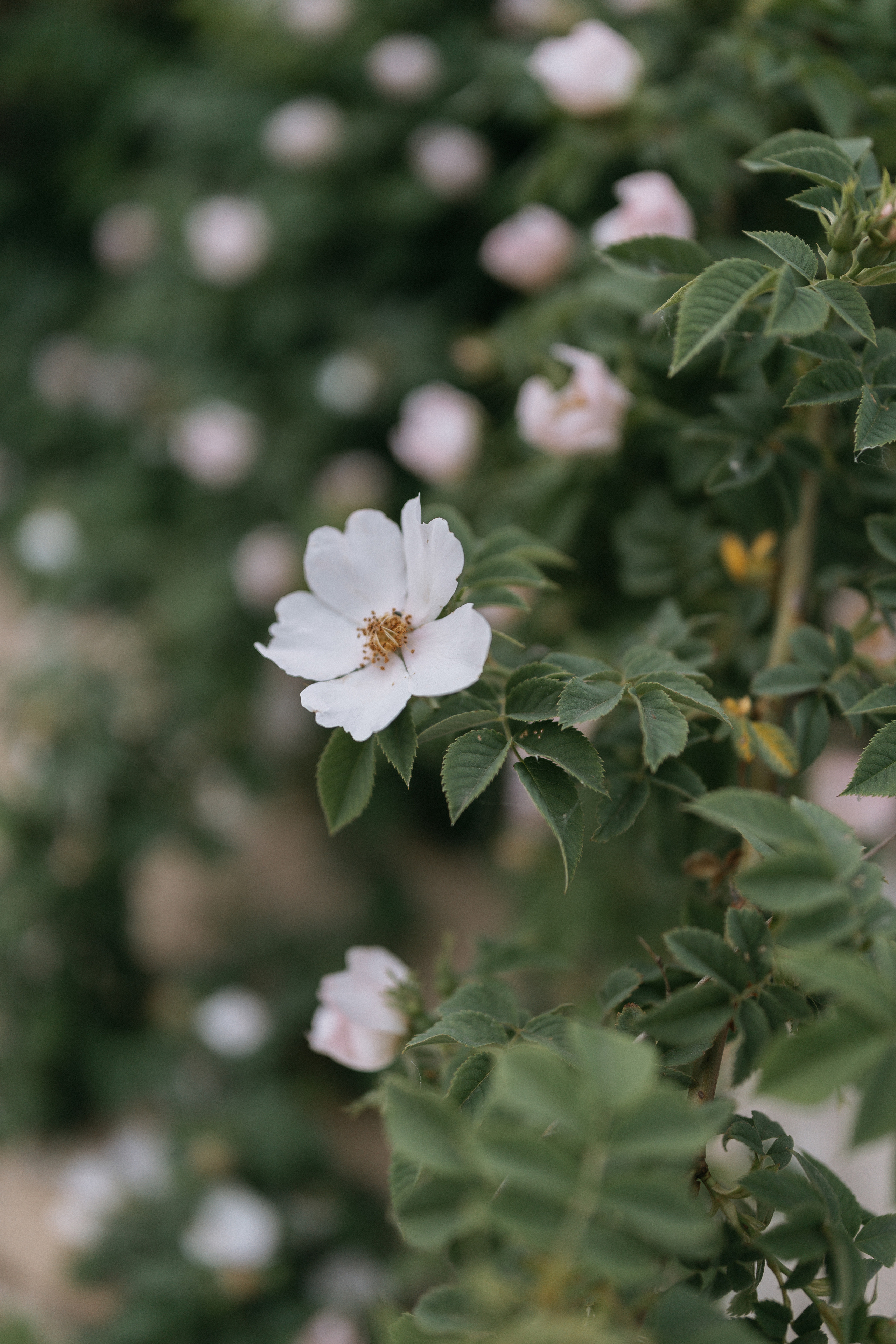 Саша + Алина +?. Ланемец Юлия — фотограф Волгоград/Волжский
