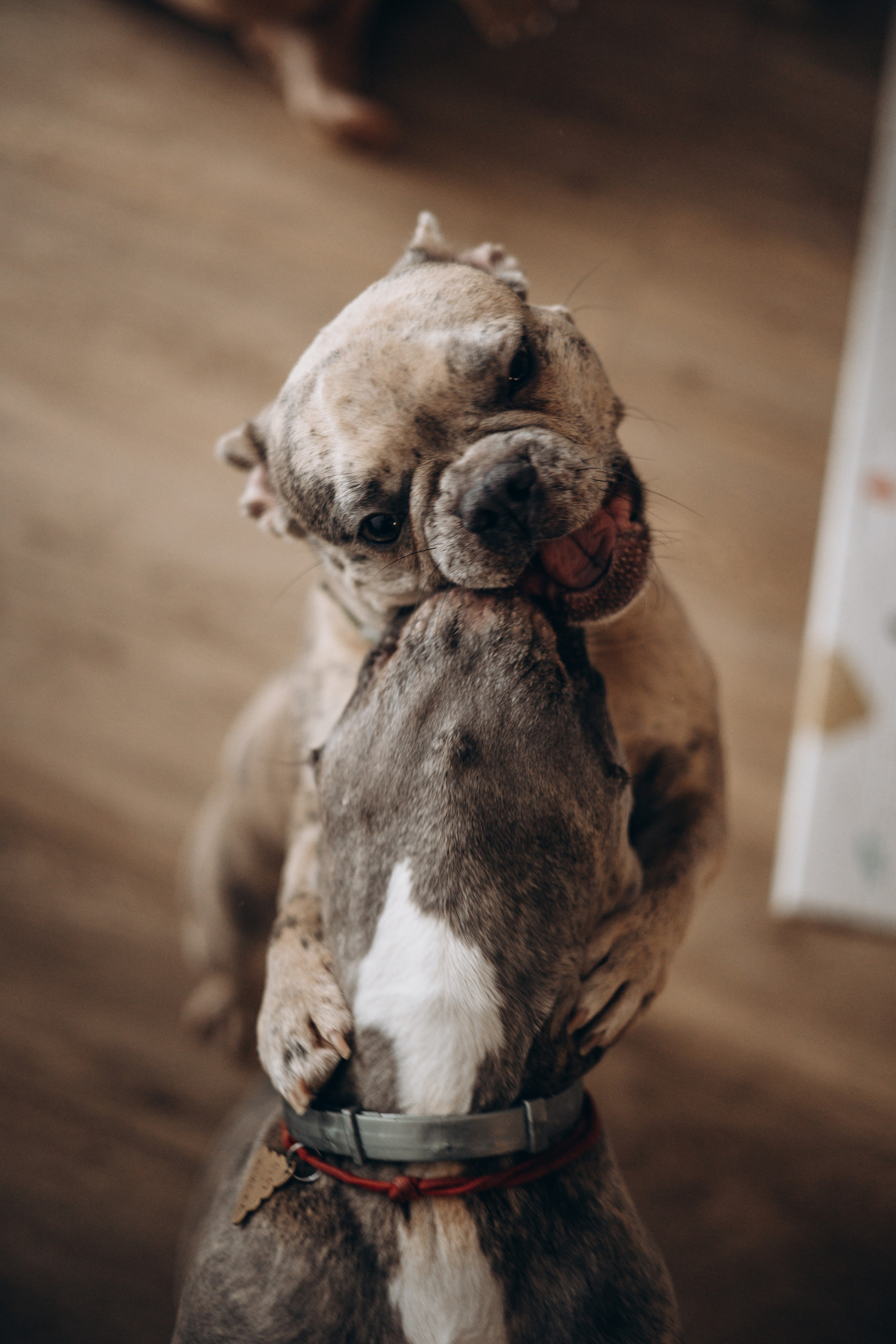 Соня и ее семья. Фотограф — Анималист | Санкт-Петербург