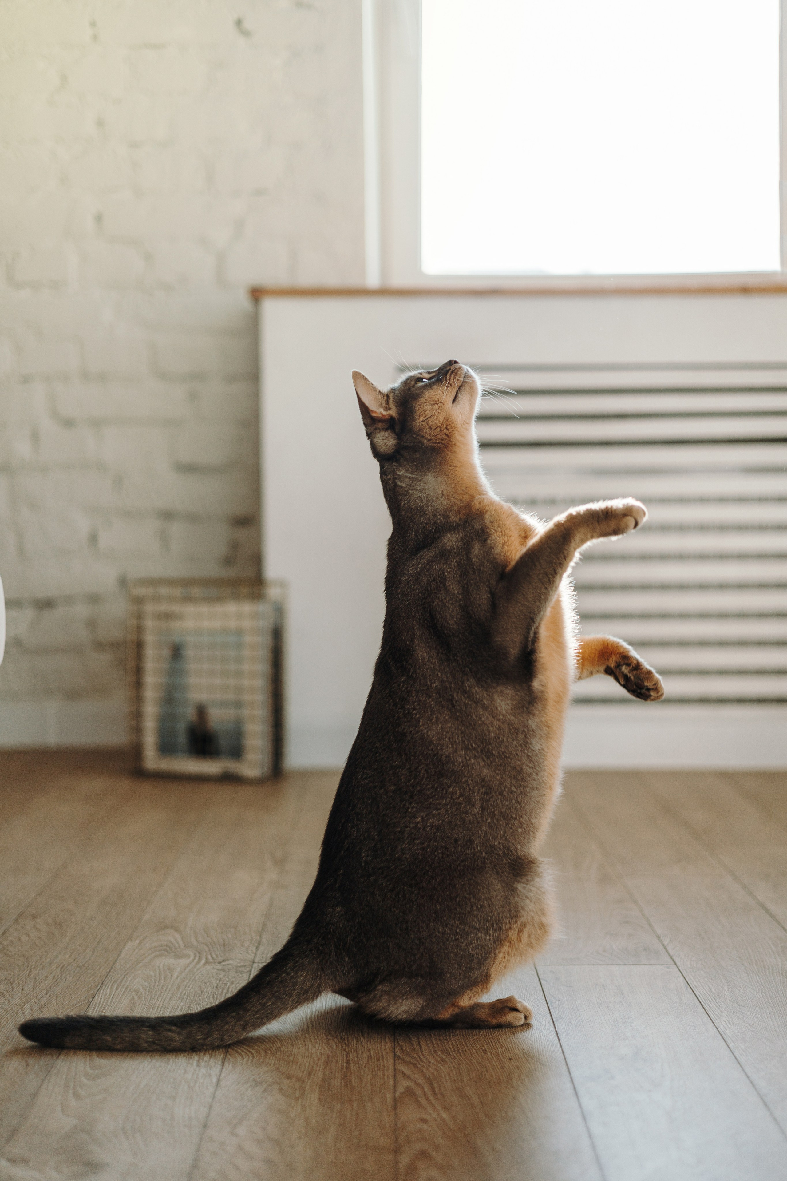 Циско и его семья. Фотограф — Анималист | Санкт-Петербург