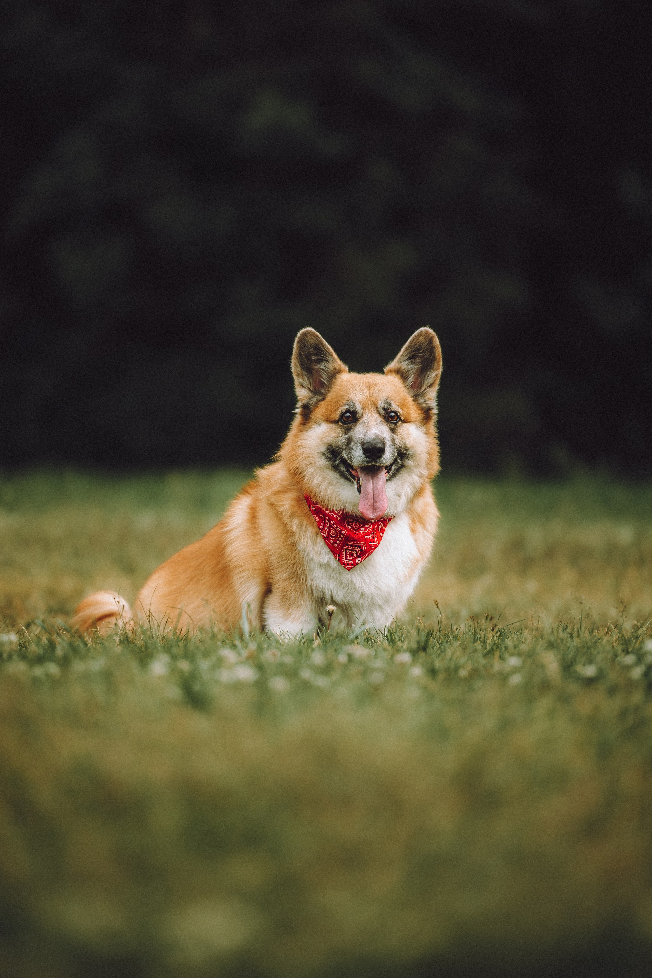 Ира, Леша и Харли