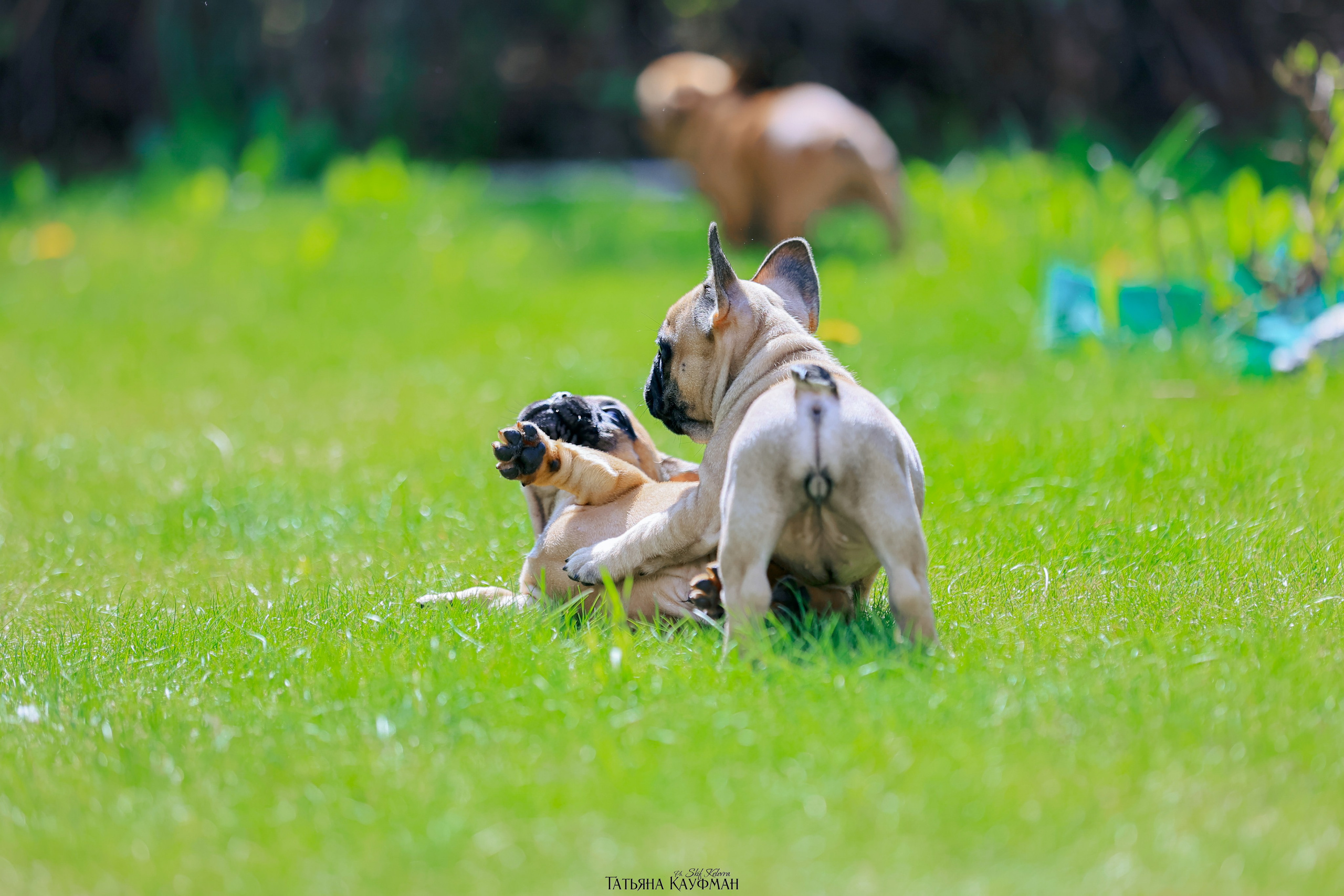 Французский бульдог, фотография французского бульдога, щенки бульдога, щенки французского бульдога, красивая собака, фотограф анималист, фотокурс Анималистика, научиться фотографировать собак, фотограф Новосибирск