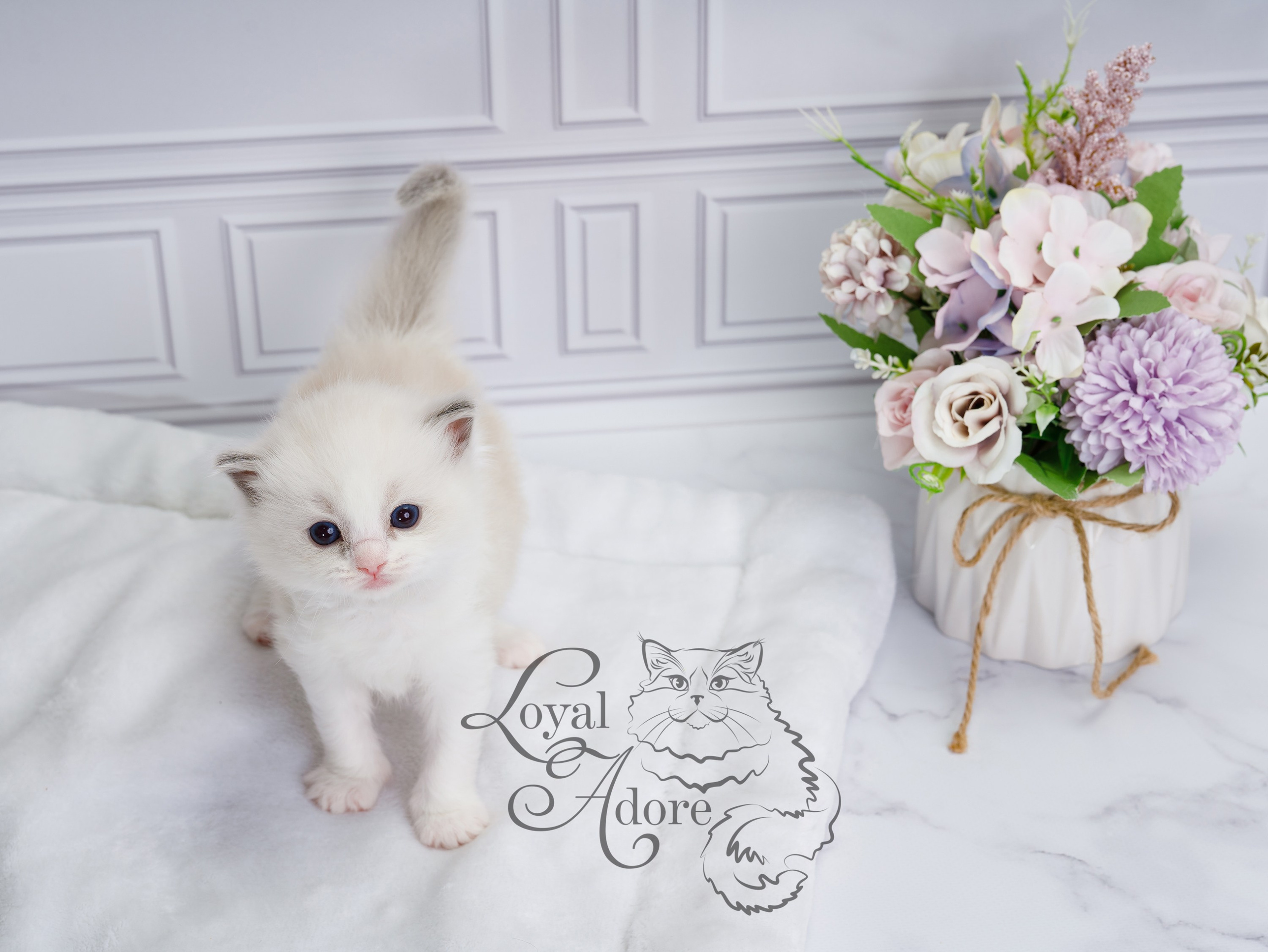 Котята рэгдолл от Loyal Adore. Питомник рэгдолл Loyal Adore