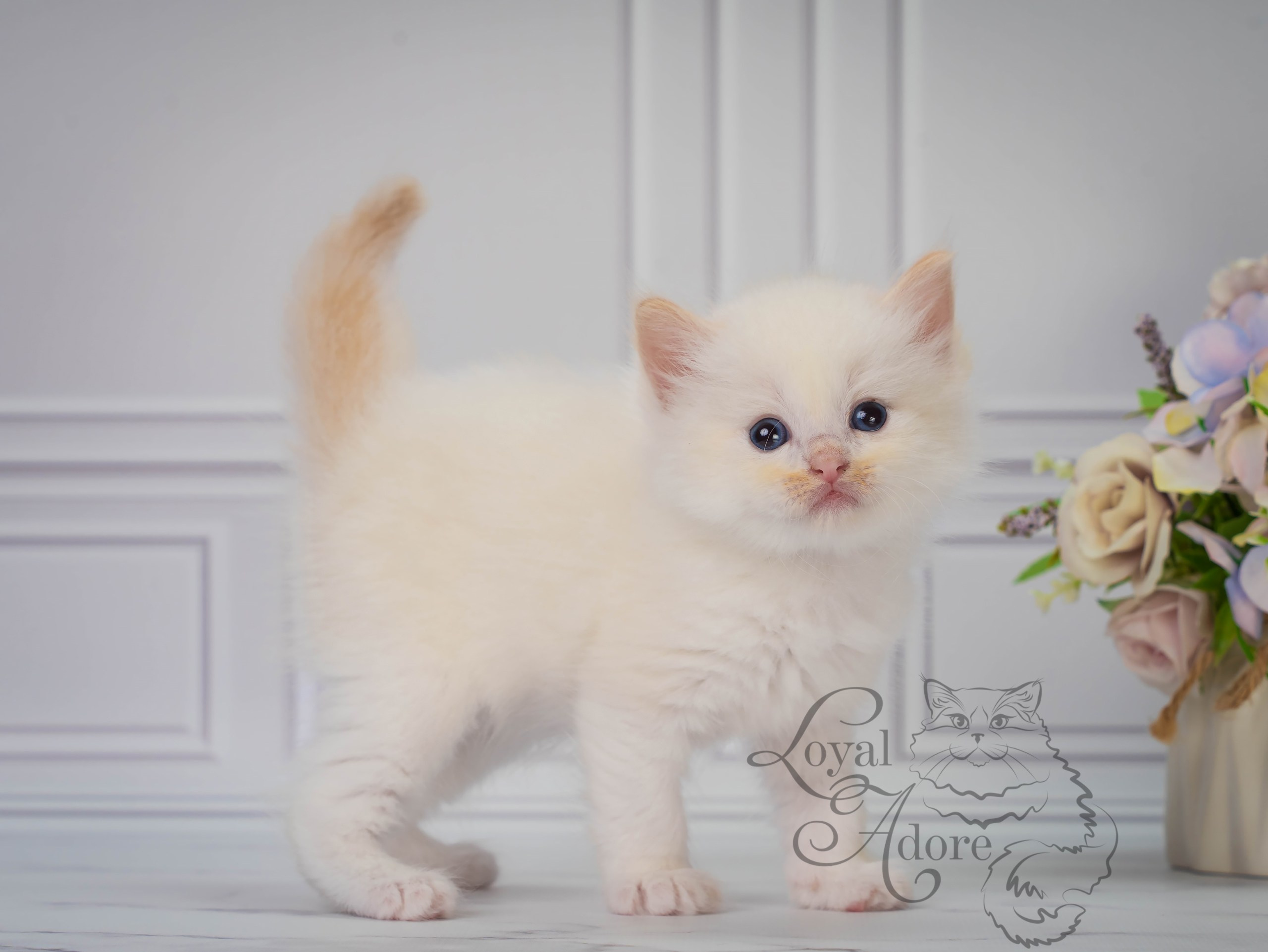 Все свободные котята. Питомник рэгдолл Loyal Adore