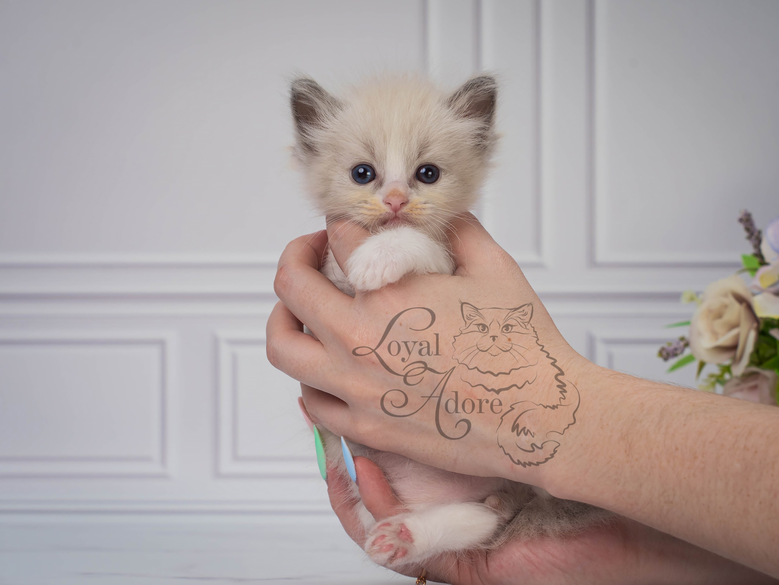 Все свободные котята. Питомник рэгдолл Loyal Adore