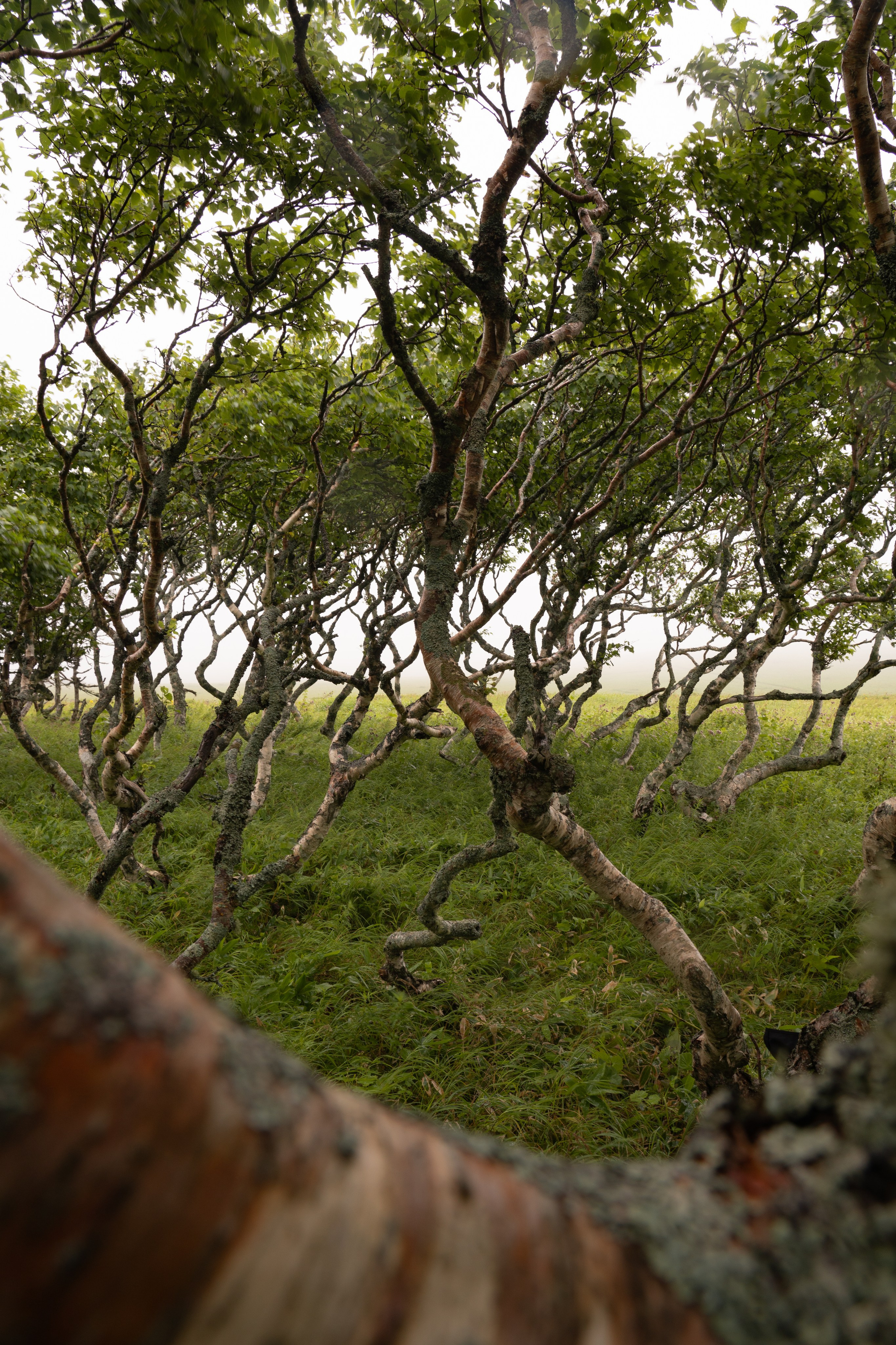 Курильские острова. Gusarov Travel Photography