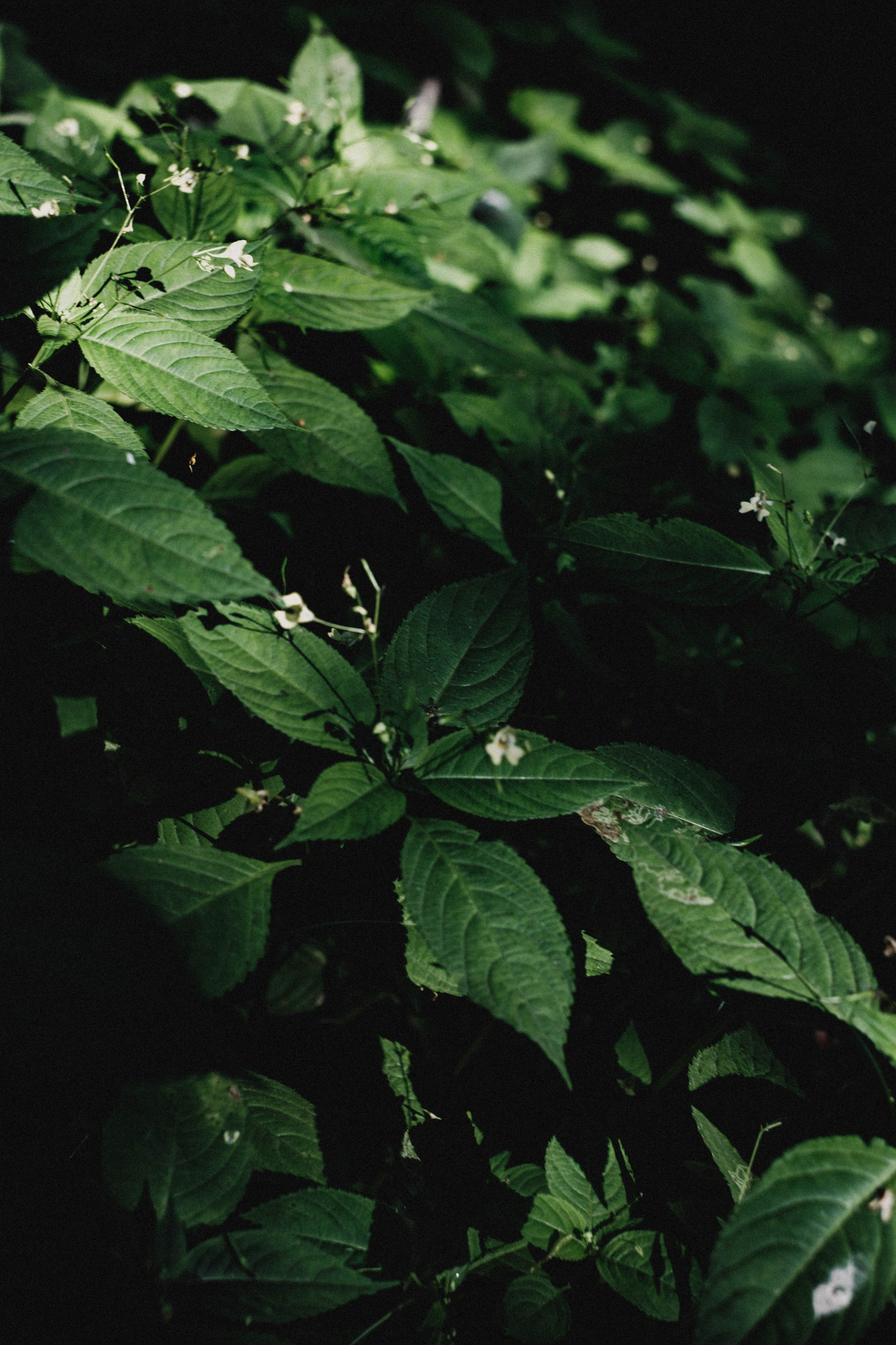 Эльвира. Фотограф в Нижнем Новгороде